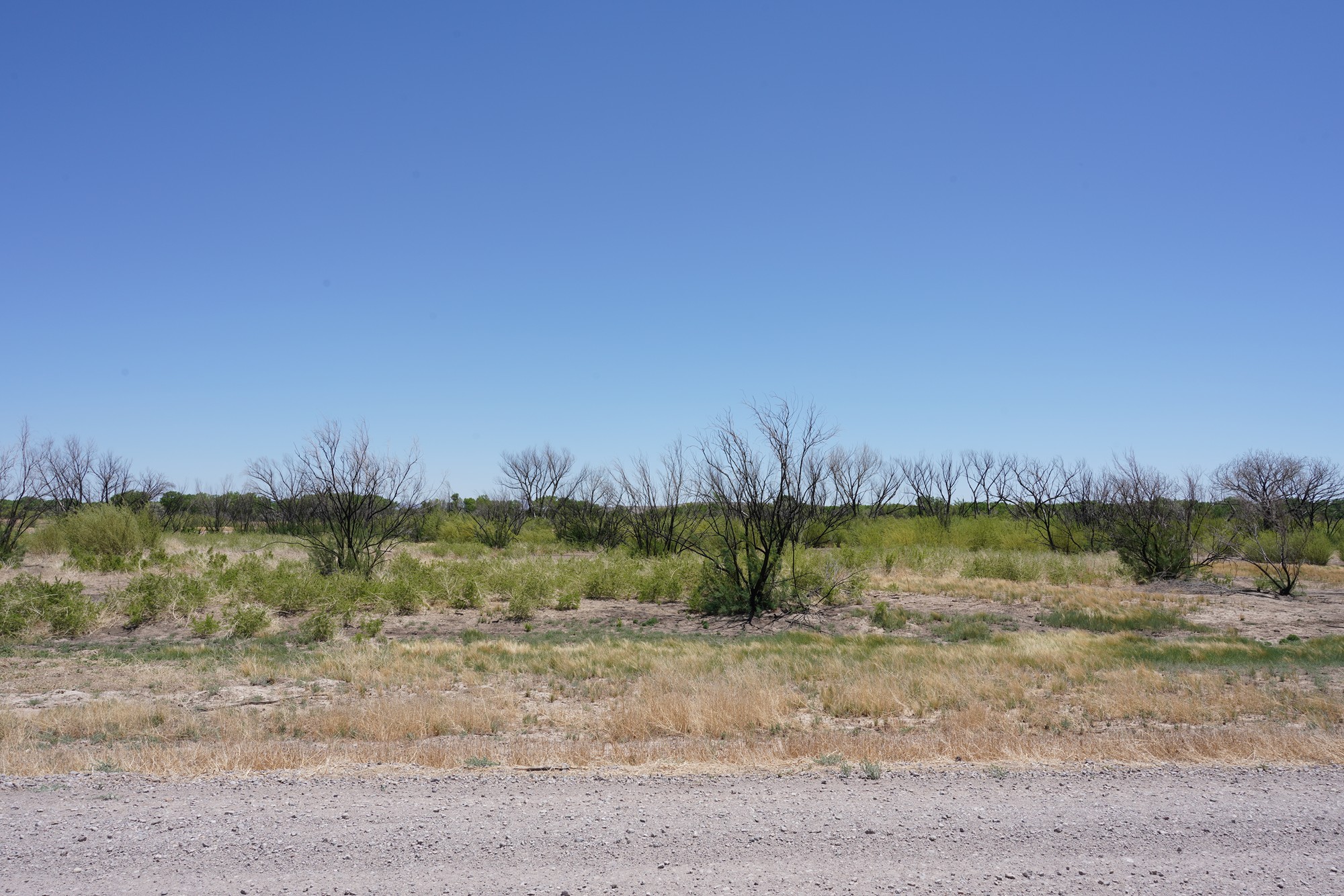 Bosque Del Apache National Wildlife Refuge (4)
