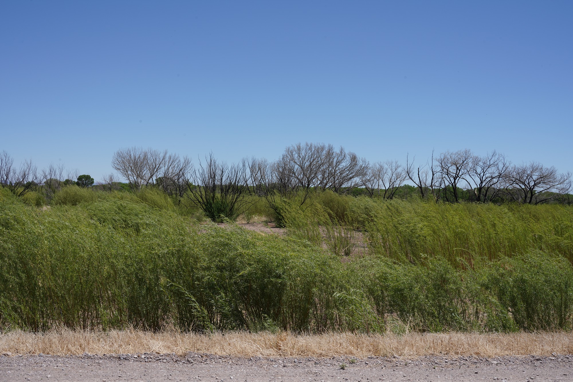 Bosque Del Apache National Wildlife Refuge (5)