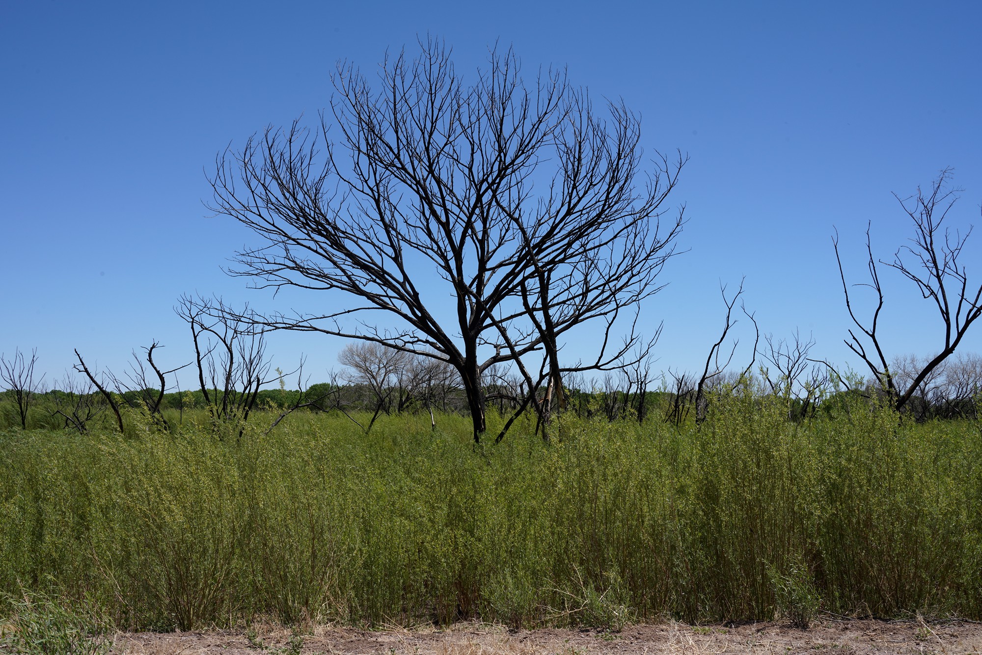 Bosque Del Apache National Wildlife Refuge (6)