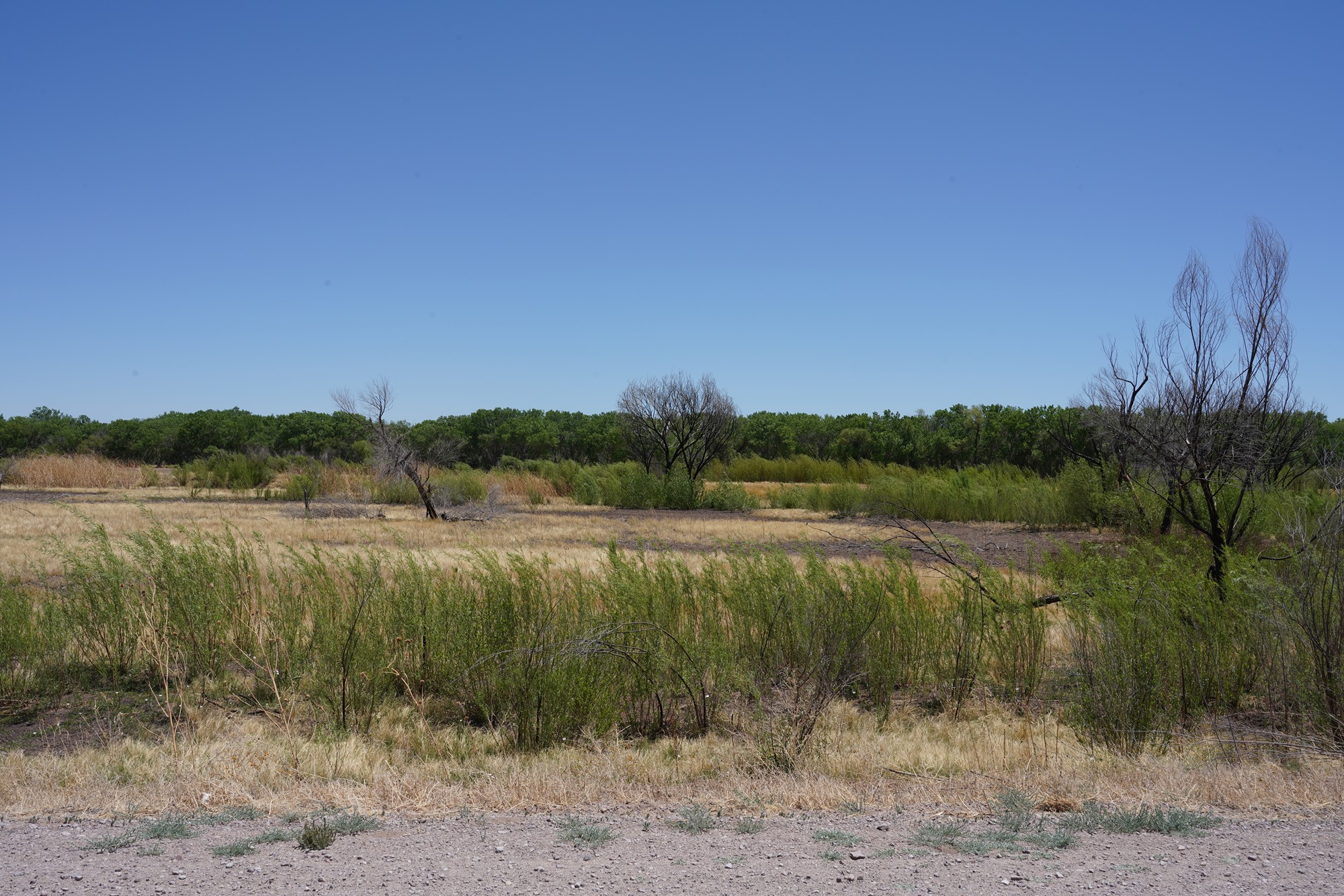 Bosque Del Apache National Wildlife Refuge (7)