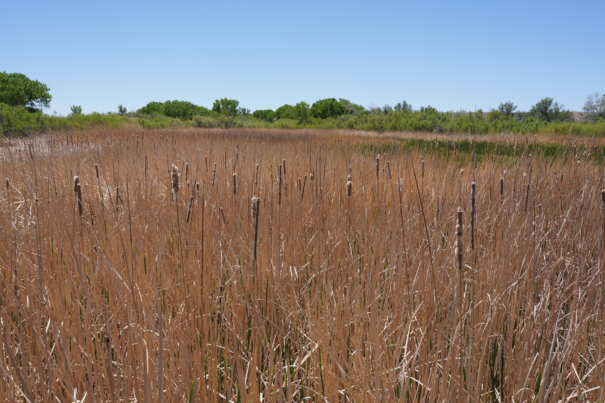 Bosque Del Apache National Wildlife Refuge (8)