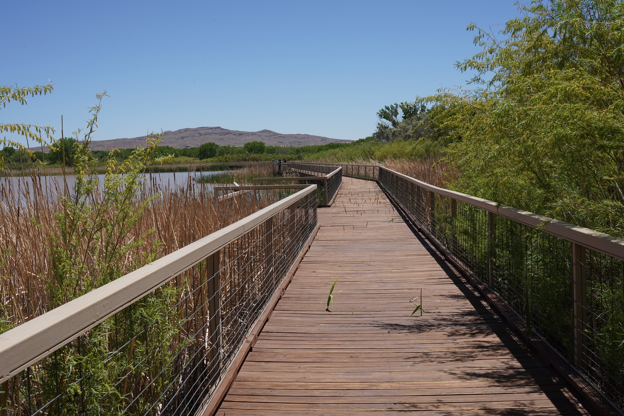 Bosque Del Apache National Wildlife Refuge (9)