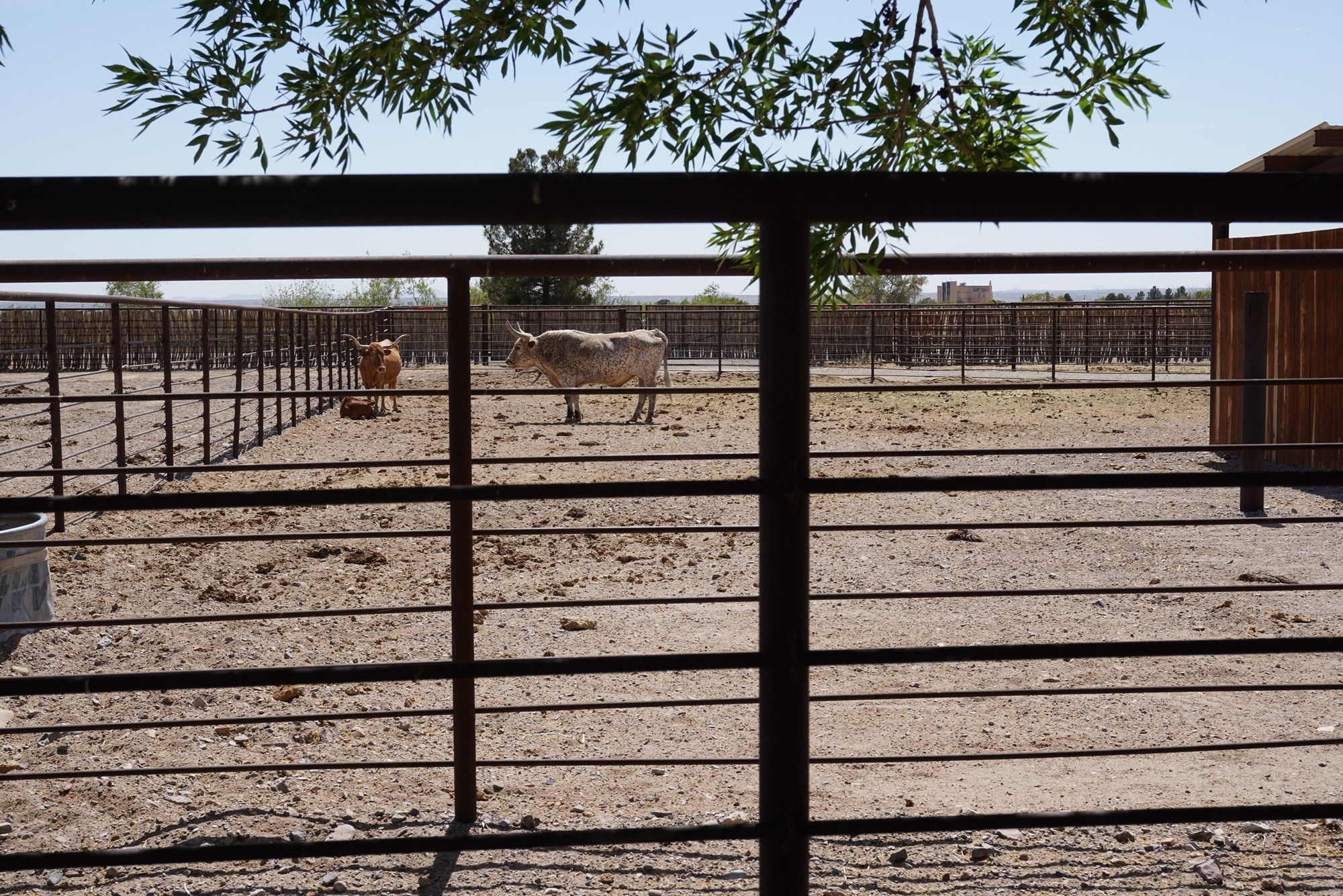 New Mexico Farm and Ranch Heritage Museum (42)