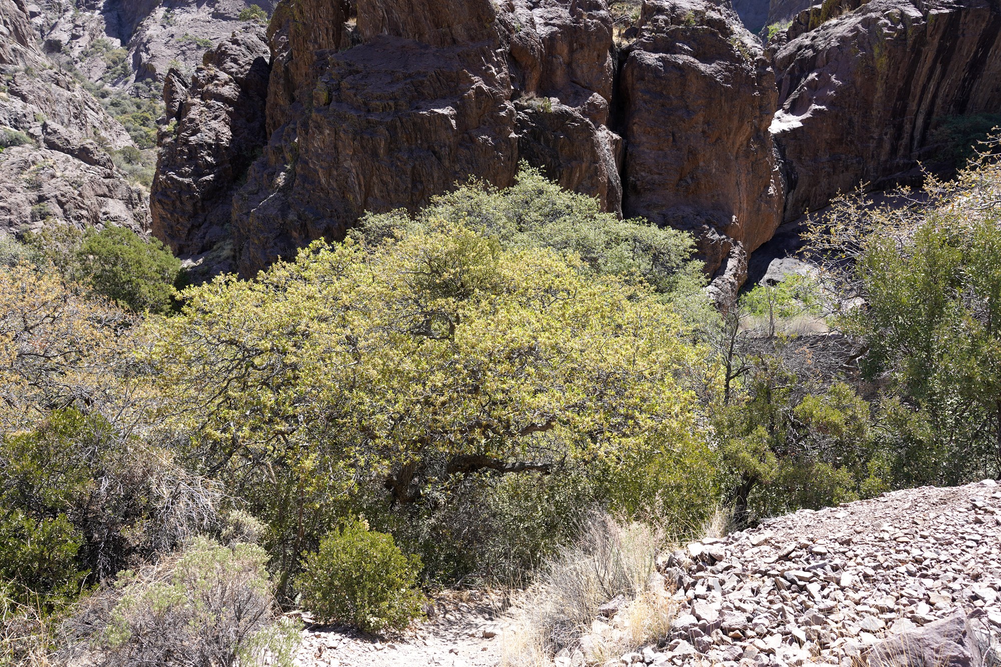 Organ Mountains Dripping Springs Natural Area (20)