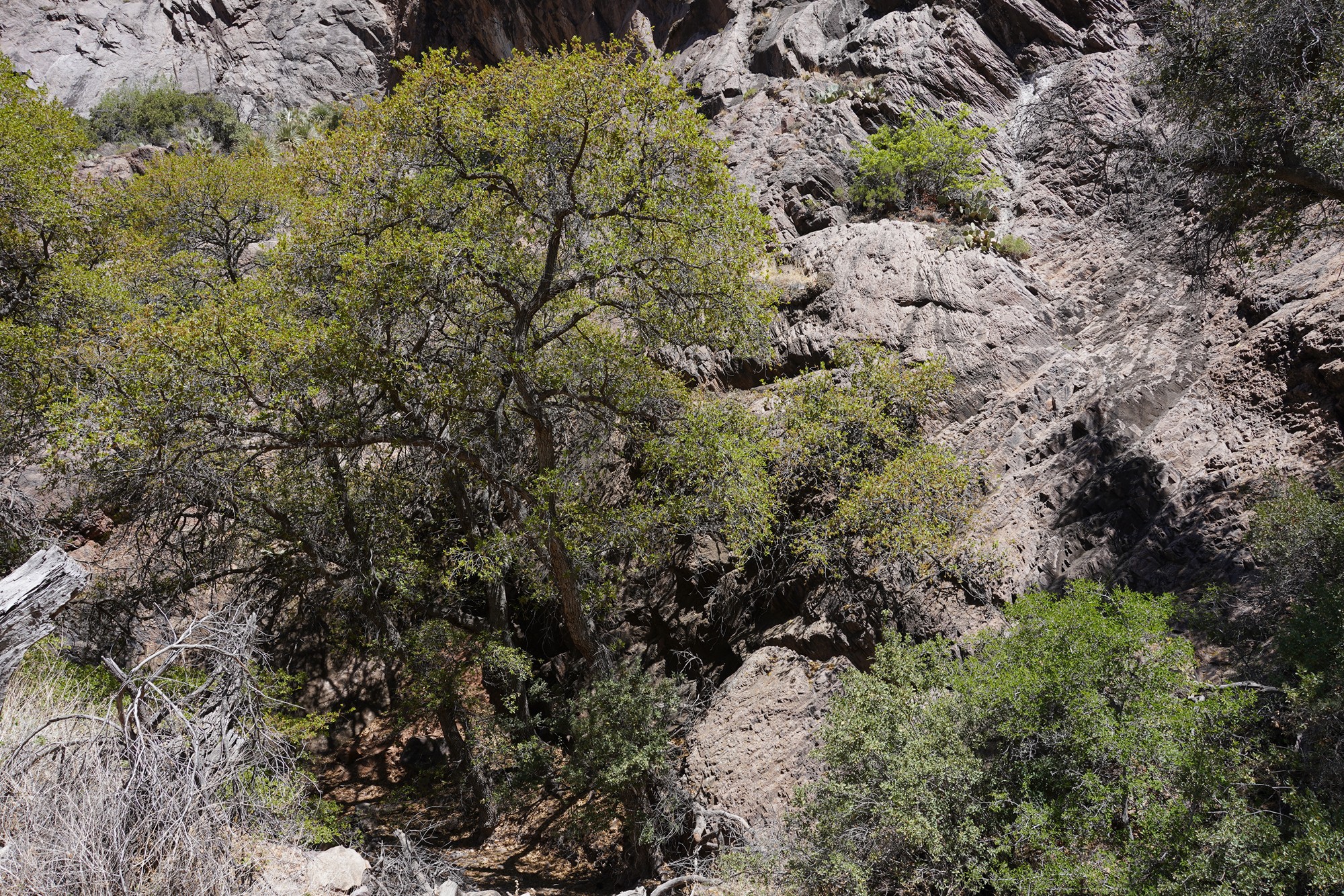 Organ Mountains Dripping Springs Natural Area (29)