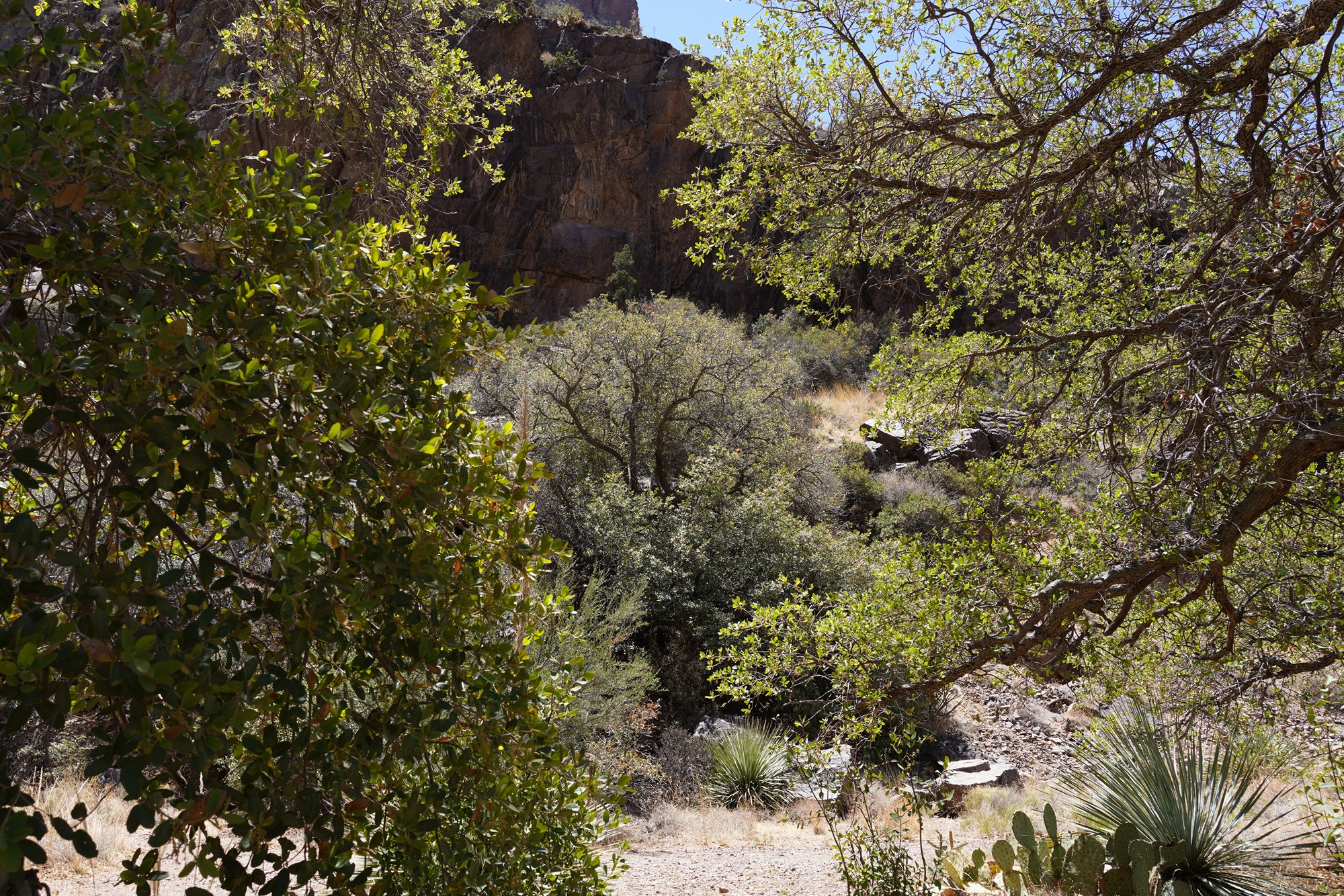Organ Mountains Dripping Springs Natural Area (30)