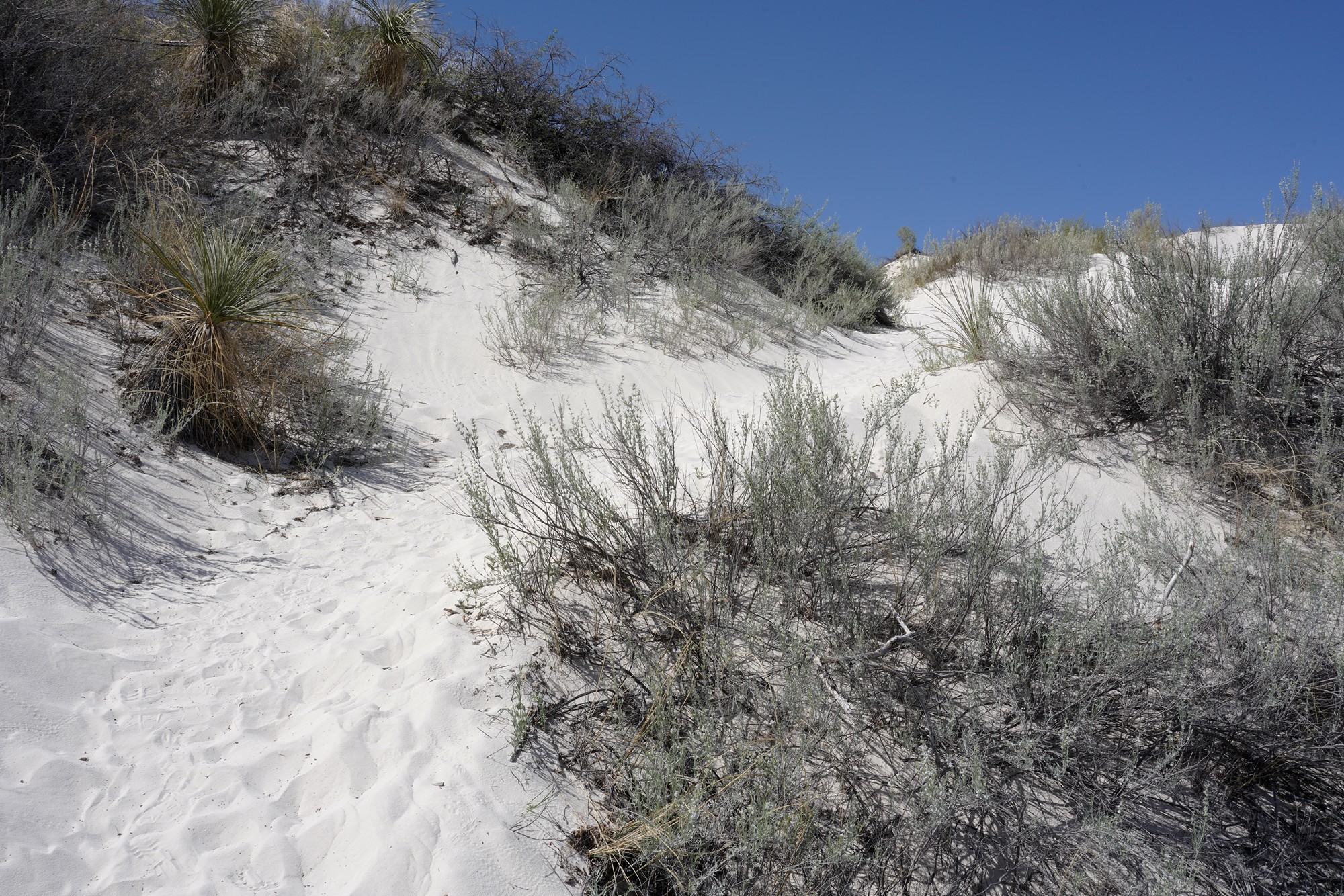 White Sand National Park (12)