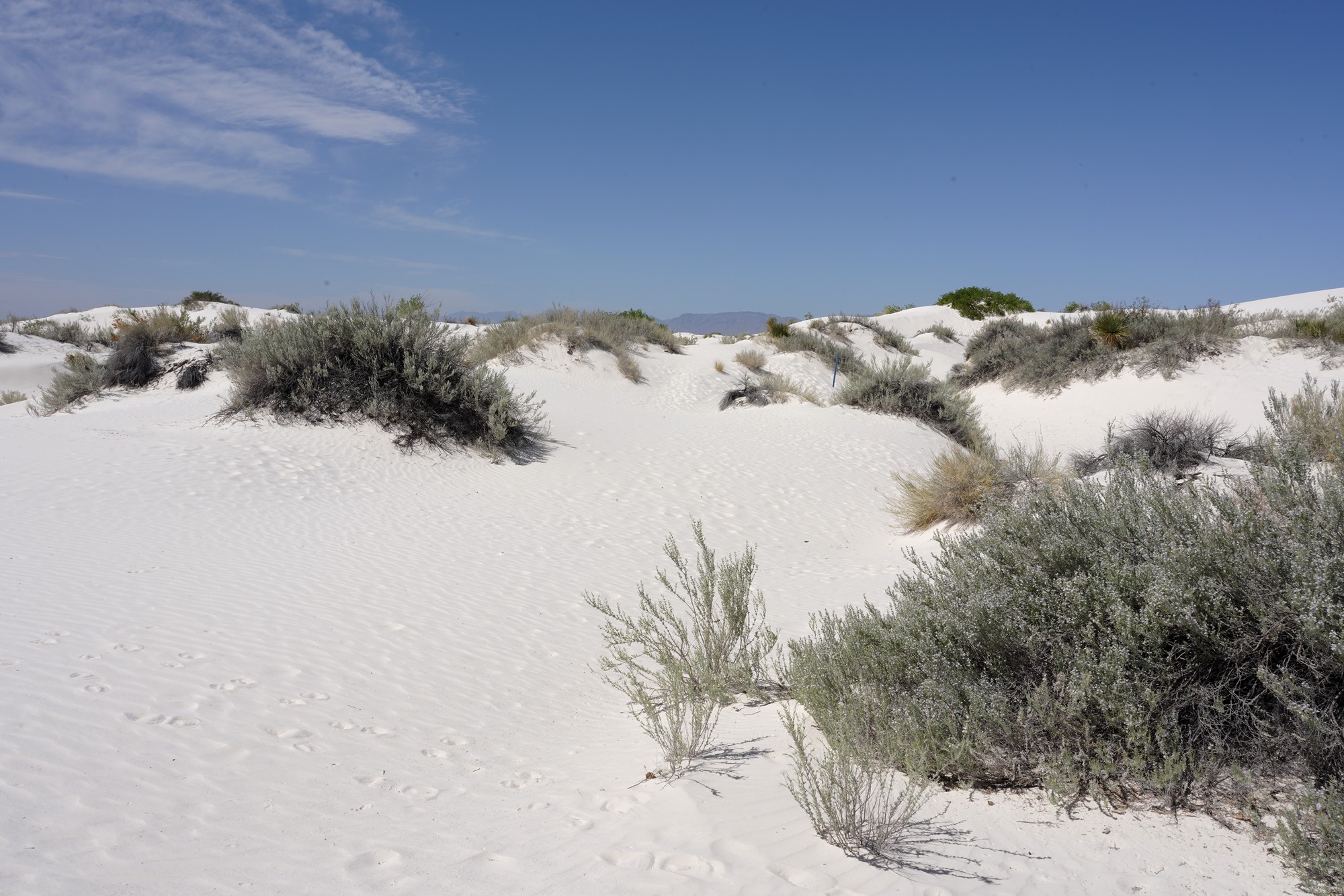 White Sand National Park (15)