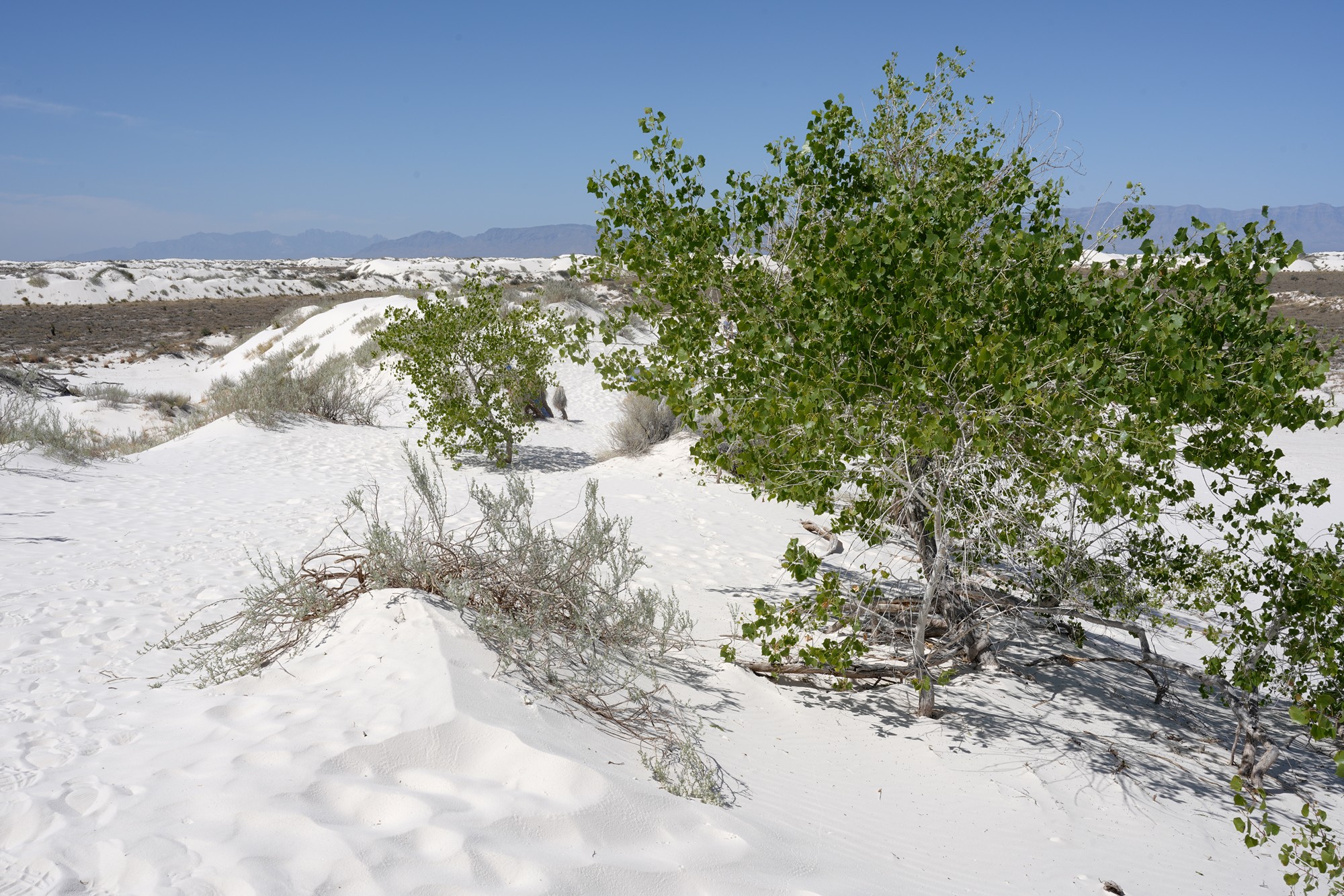 White Sand National Park (20)