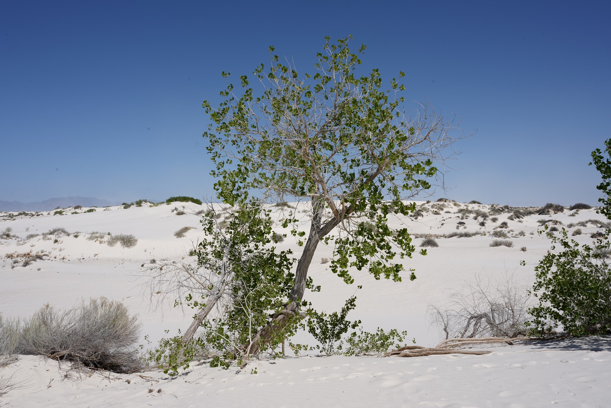 White Sand National Park (21)