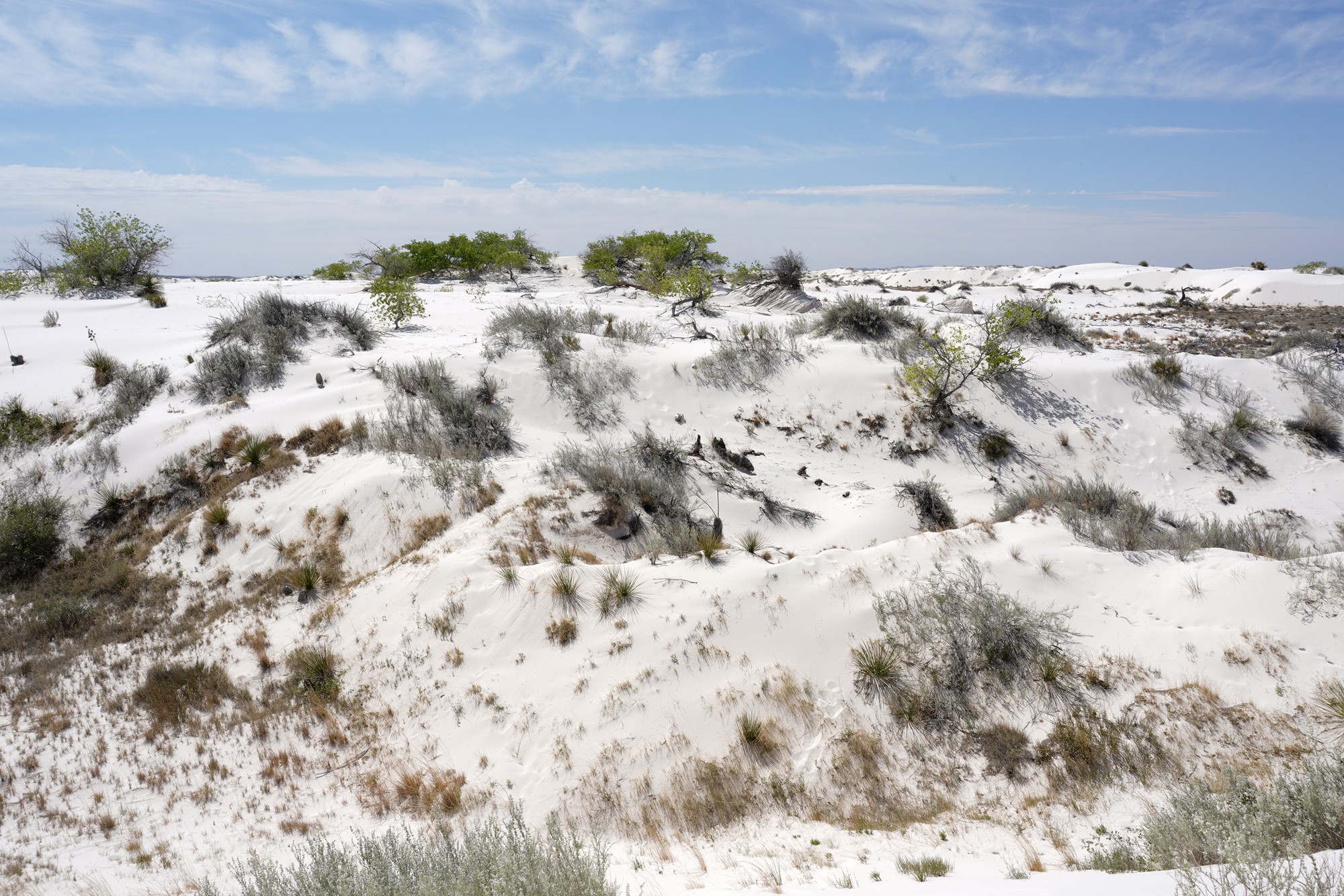 White Sand National Park (22)