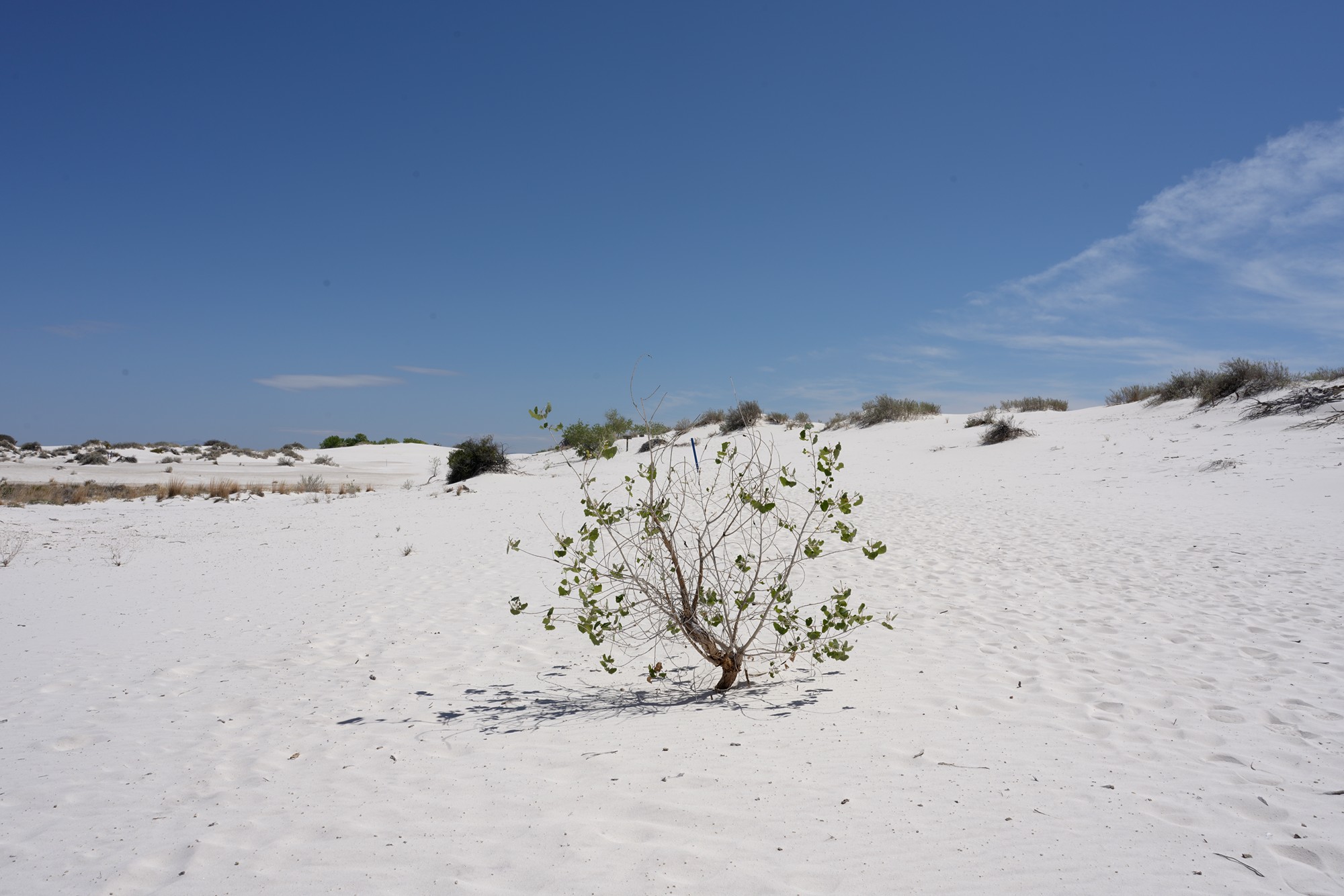 White Sand National Park (24)