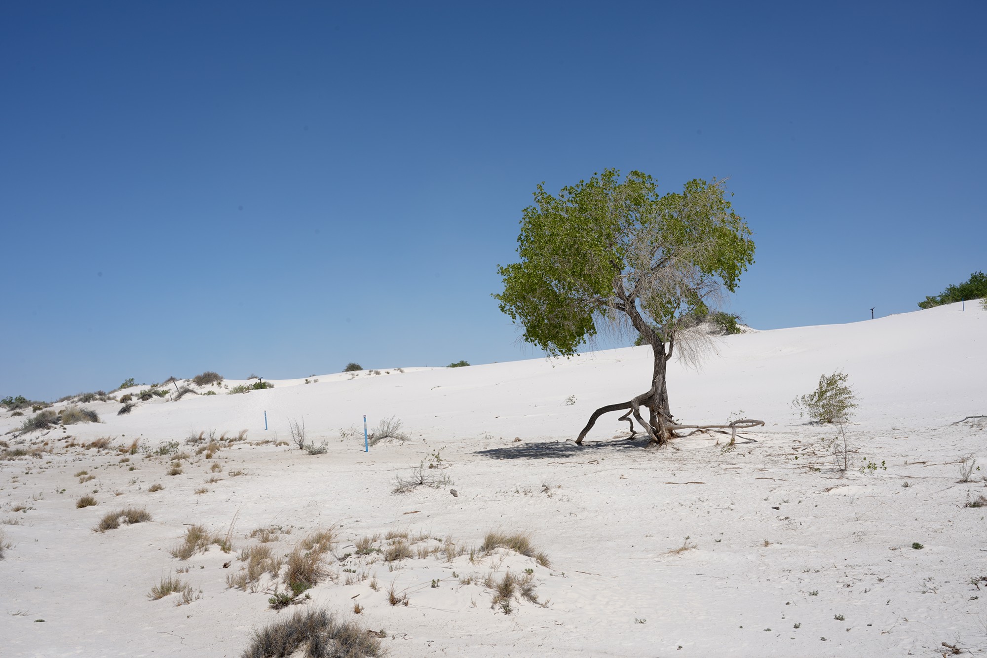 White Sand National Park (26)