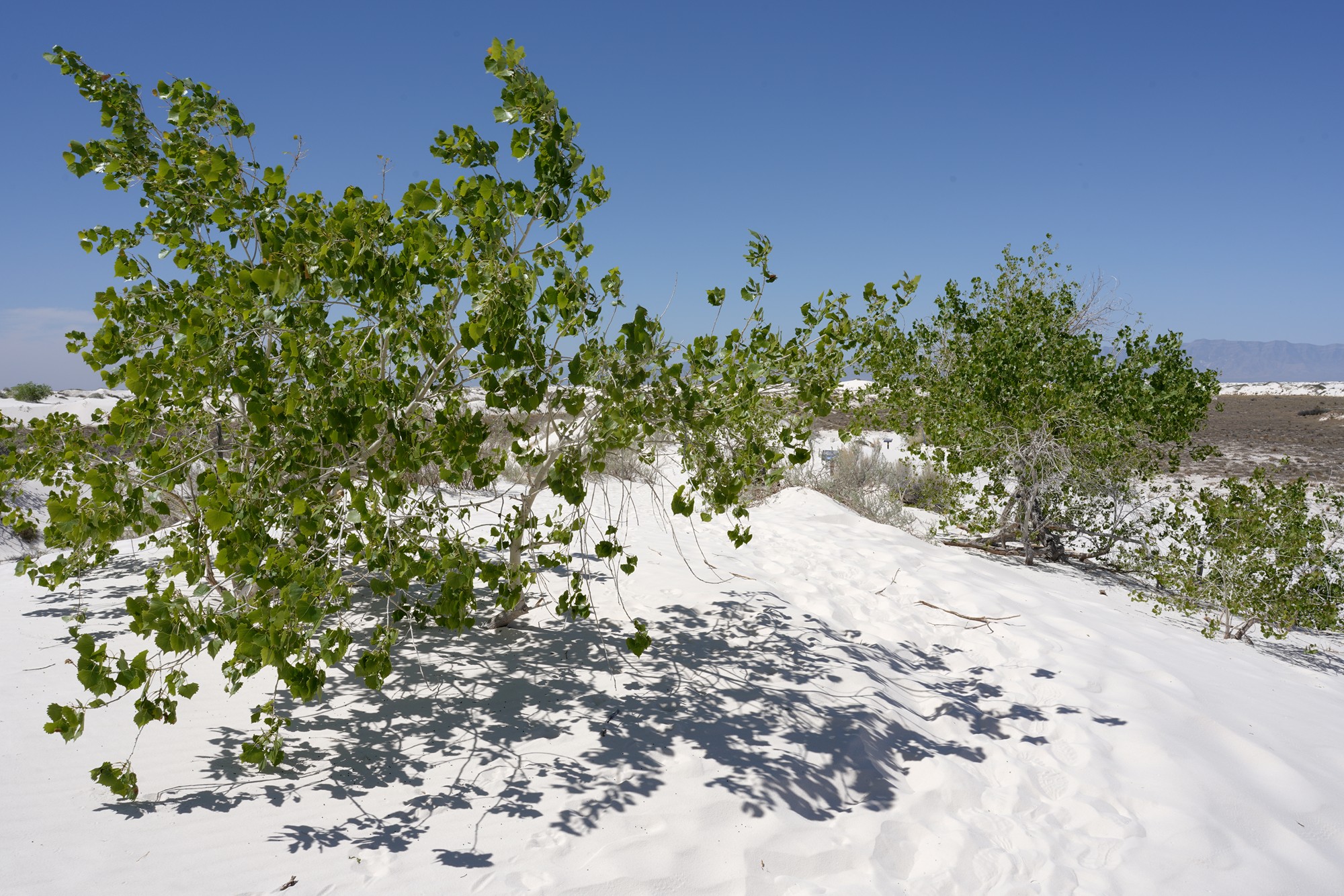 White Sand National Park (41)