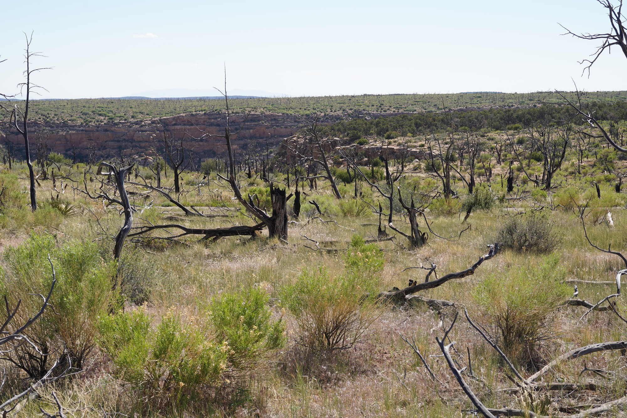 Mesa Verde National Park (91)