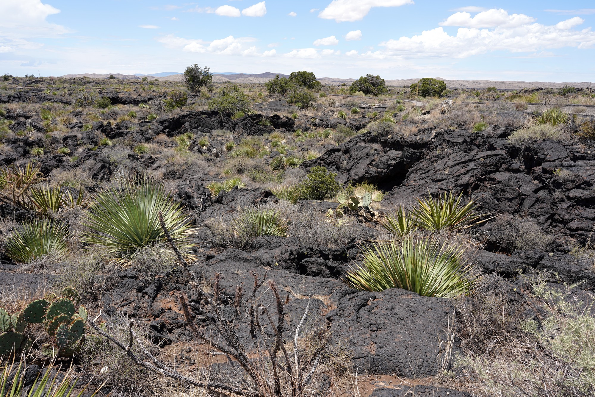 Valley of Fires Recreation (14)