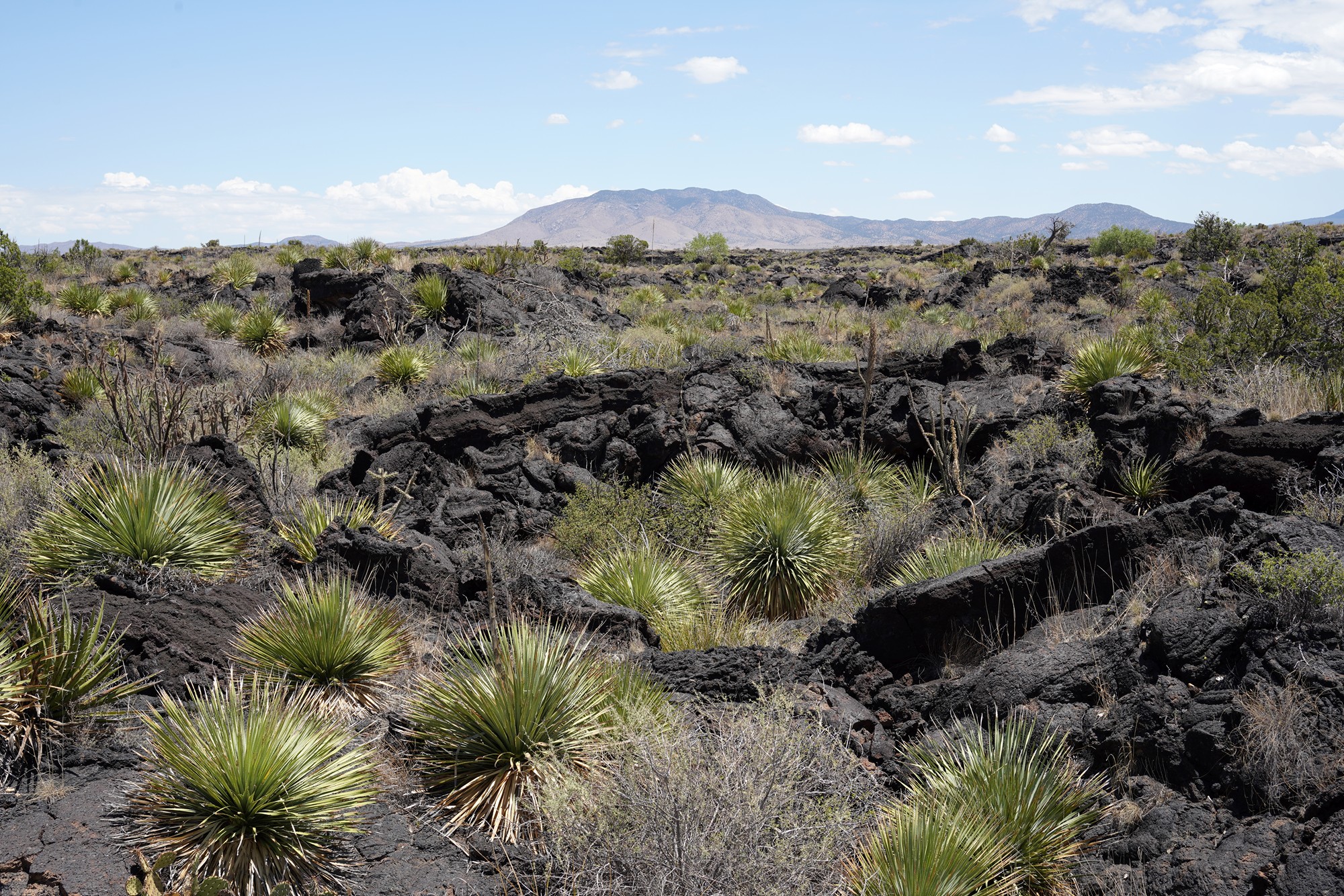Valley of Fires Recreation (15)