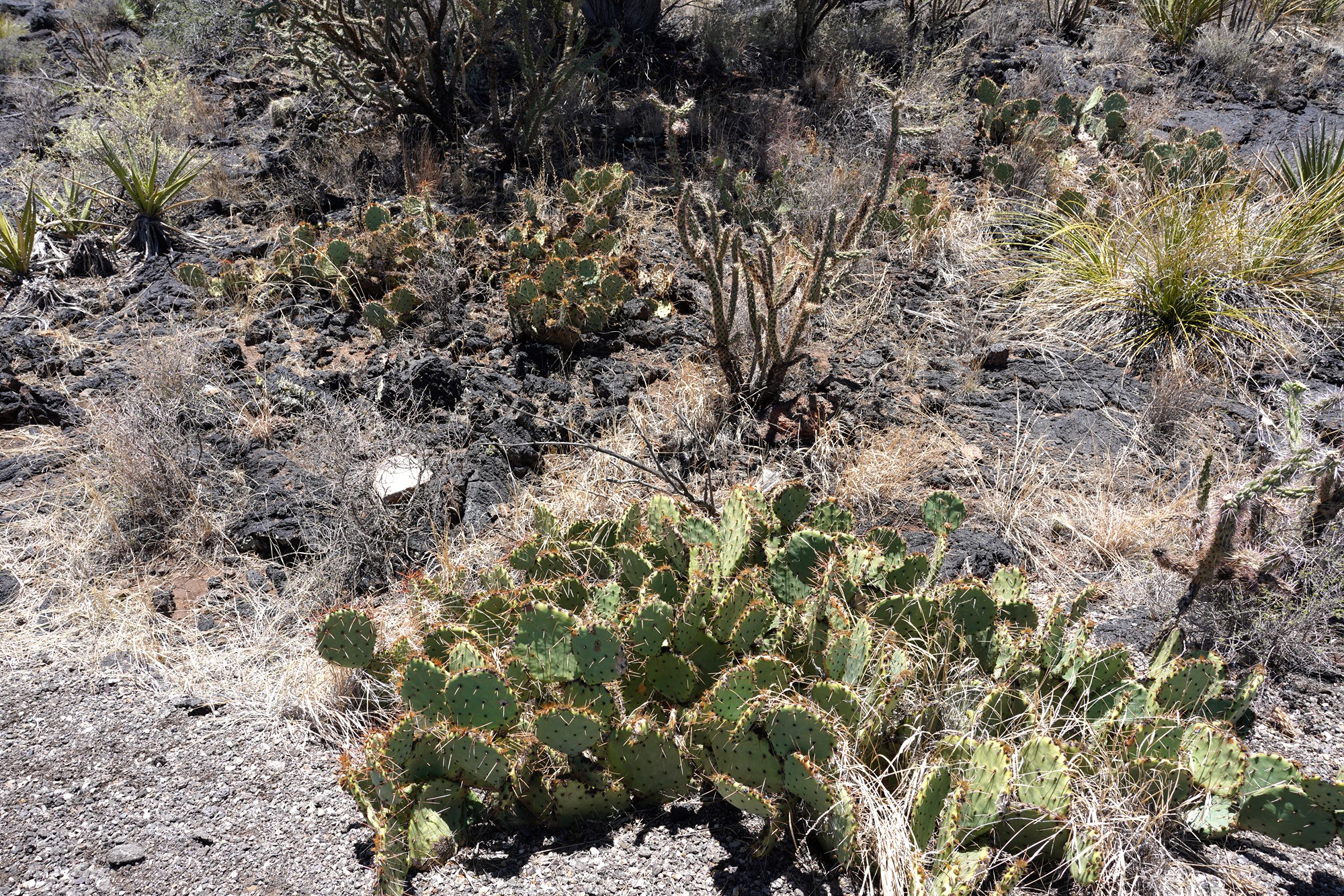 Valley of Fires Recreation (19)