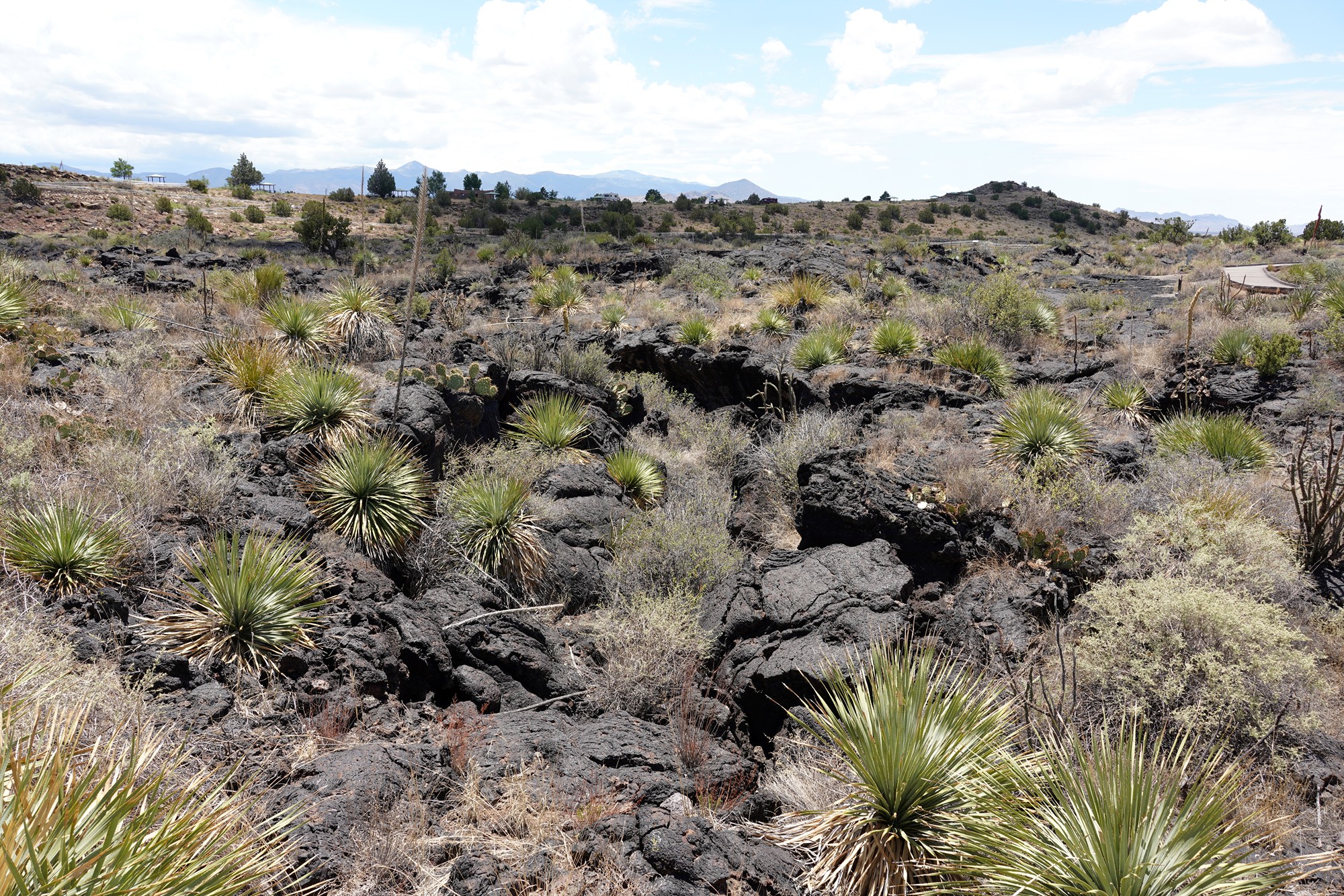 Valley of Fires Recreation (20)