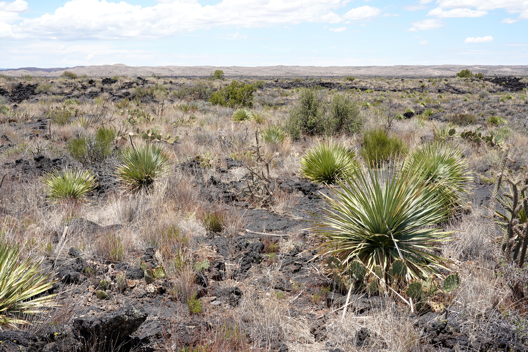 Valley of Fires Recreation (22)