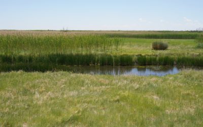 Bitter Lake National Wildlife Refuge, Roswell, New Mexico, USA