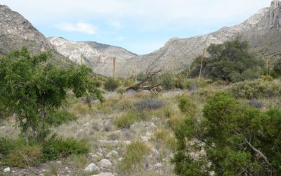 Guadalupe Mountains National Park, Salt Flat, Texas, USA