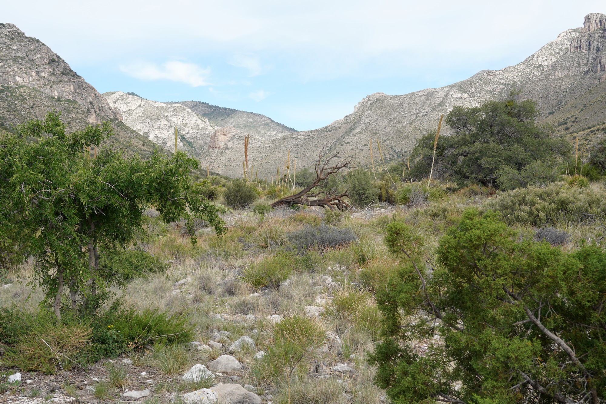 Guadalupe Mountains National Park (10)