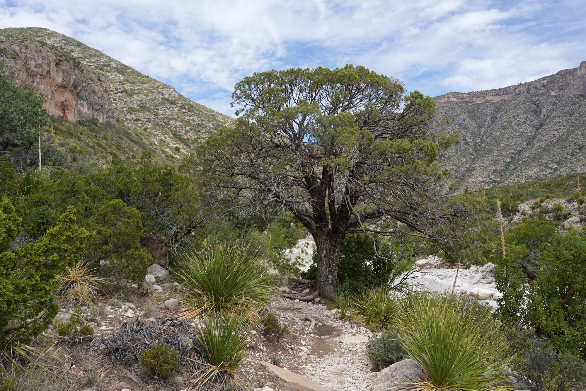 Guadalupe Mountains National Park (19)