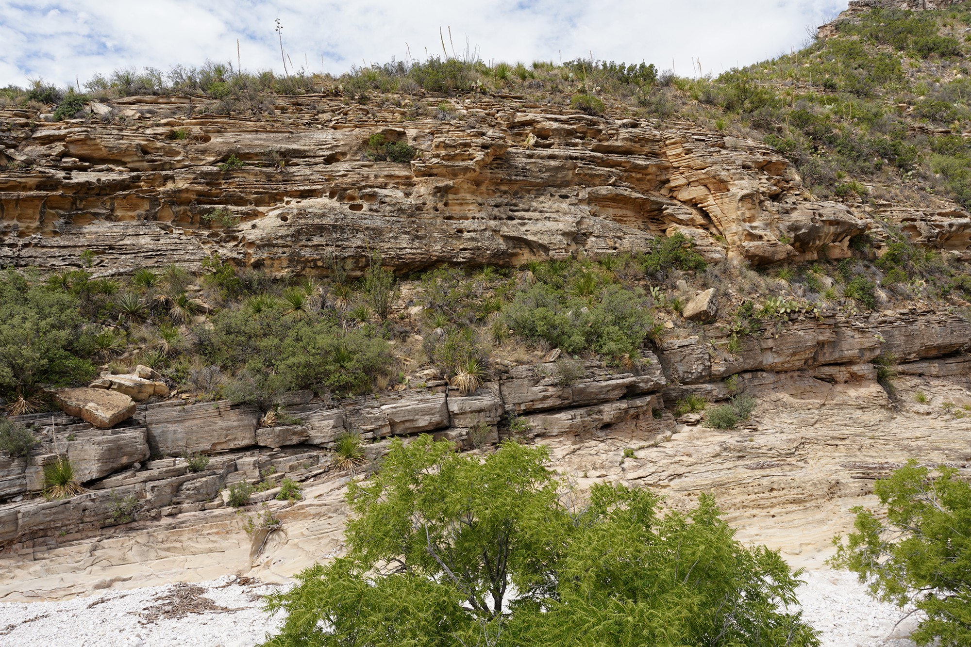 Guadalupe Mountains National Park (21)