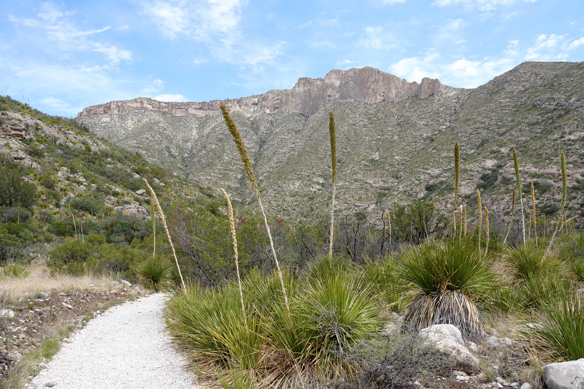 Guadalupe Mountains National Park (23)