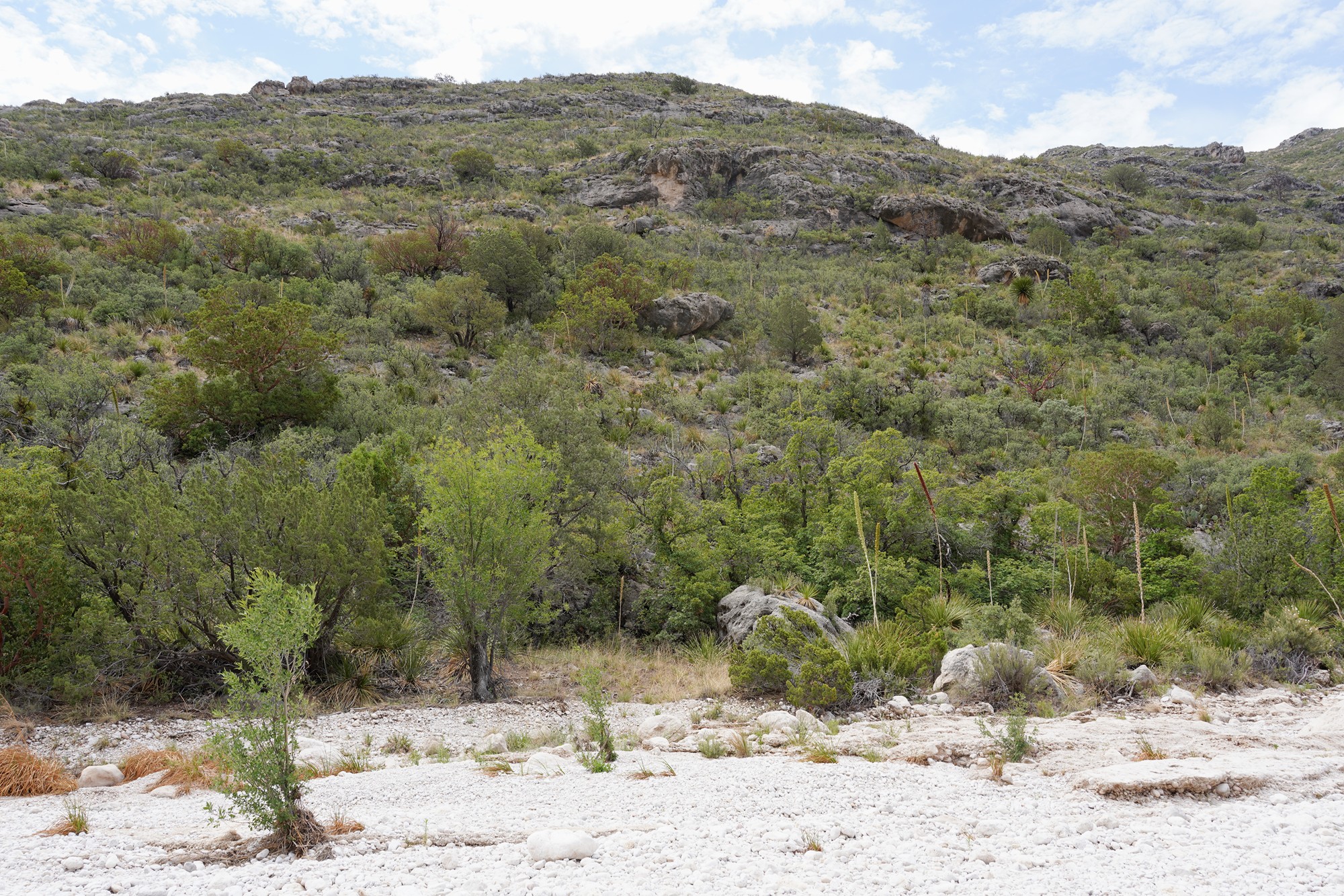 Guadalupe Mountains National Park (24)