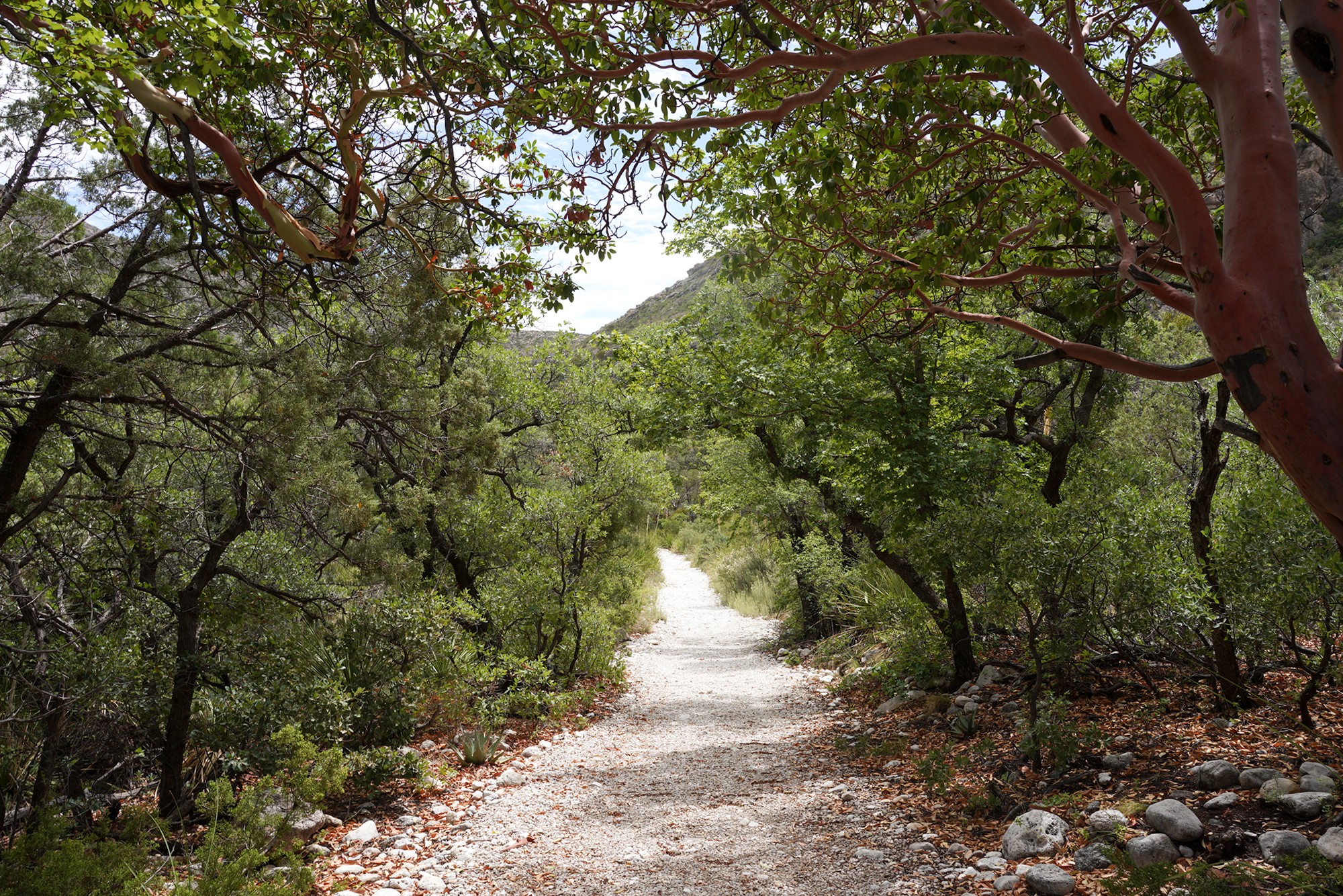 Guadalupe Mountains National Park (26)
