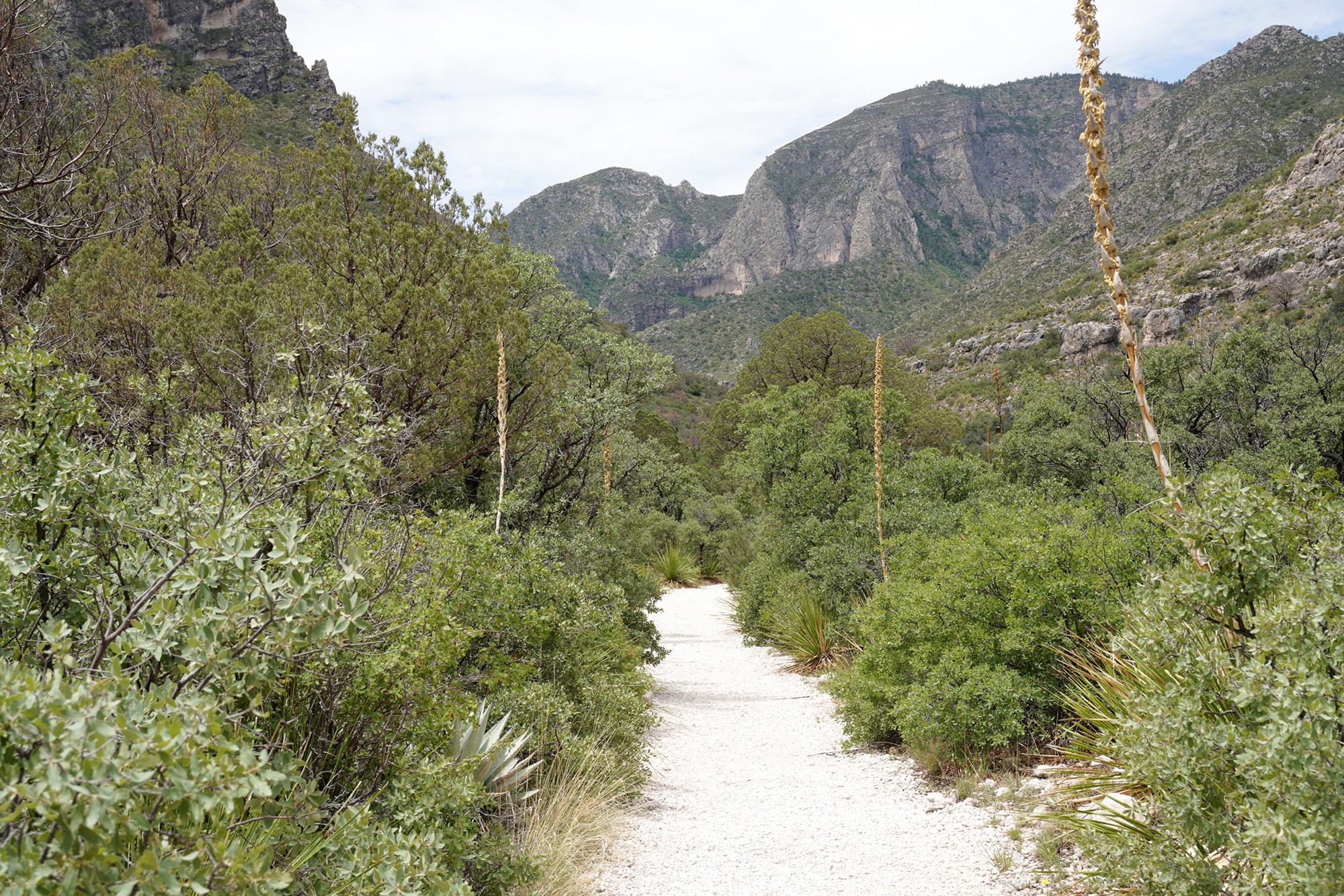 Guadalupe Mountains National Park (30)