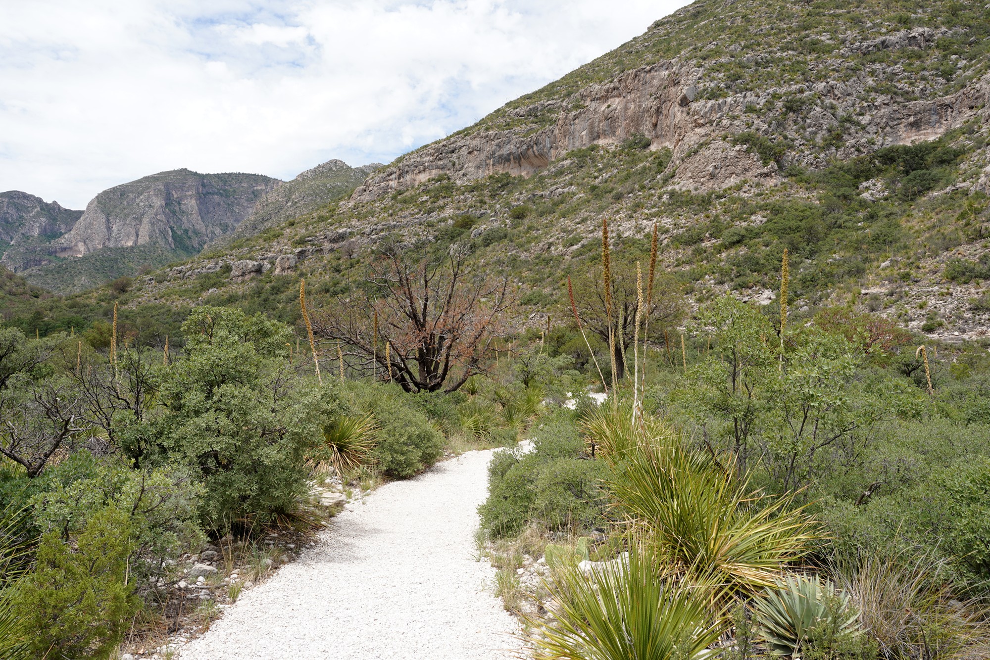 Guadalupe Mountains National Park (31)