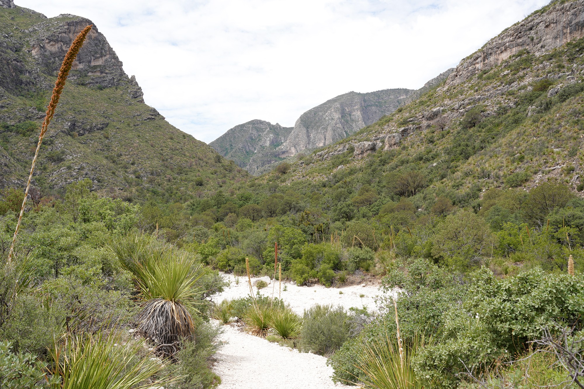 Guadalupe Mountains National Park (32)