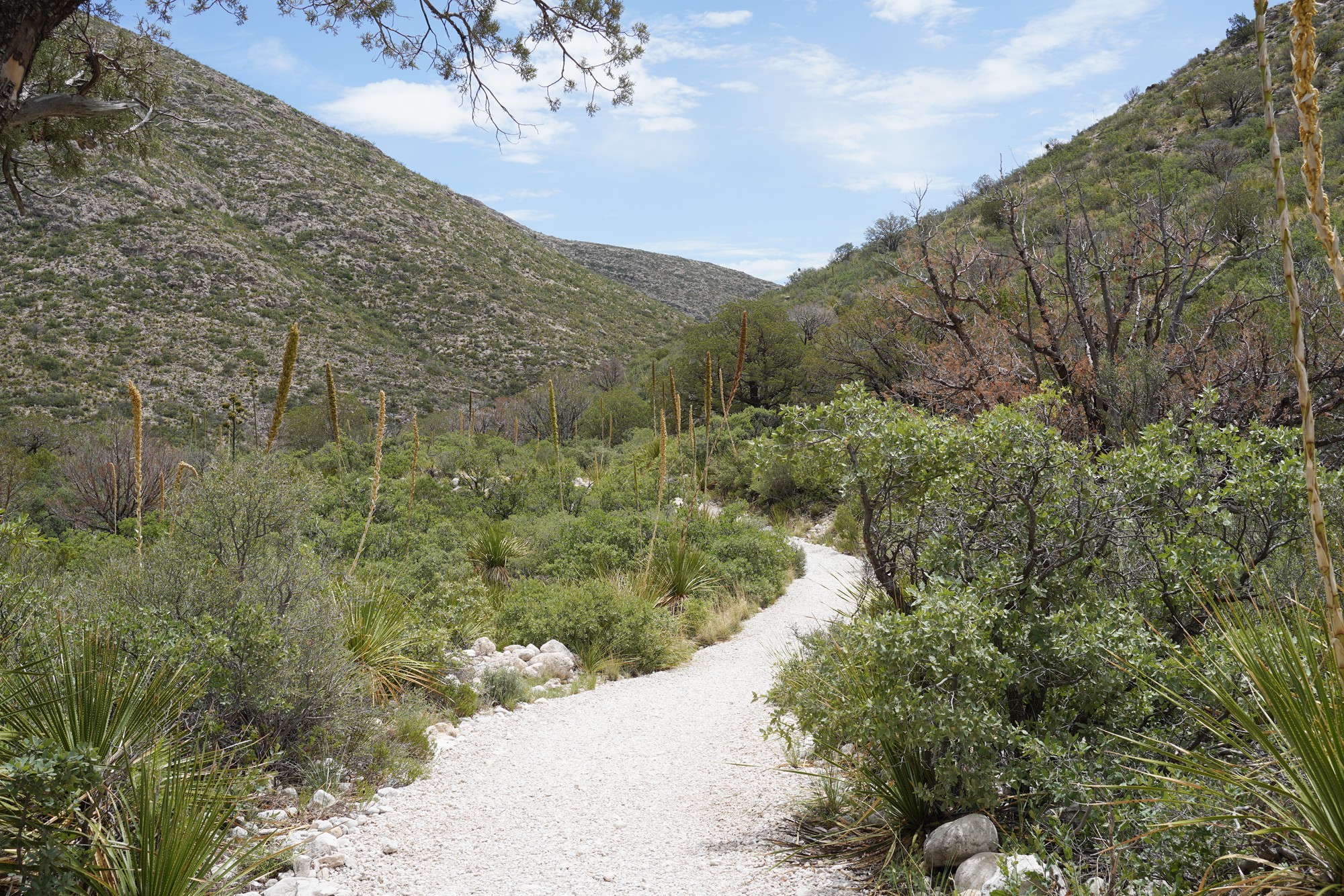 Guadalupe Mountains National Park (34)