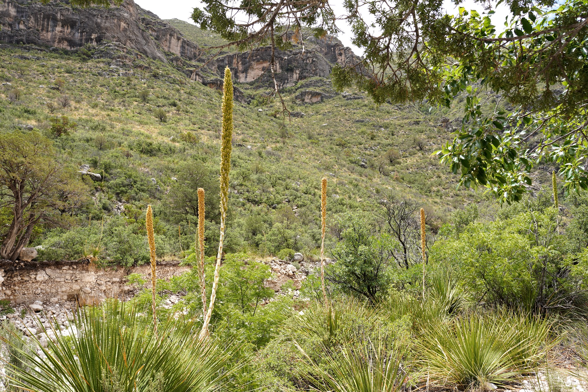 Guadalupe Mountains National Park (35)