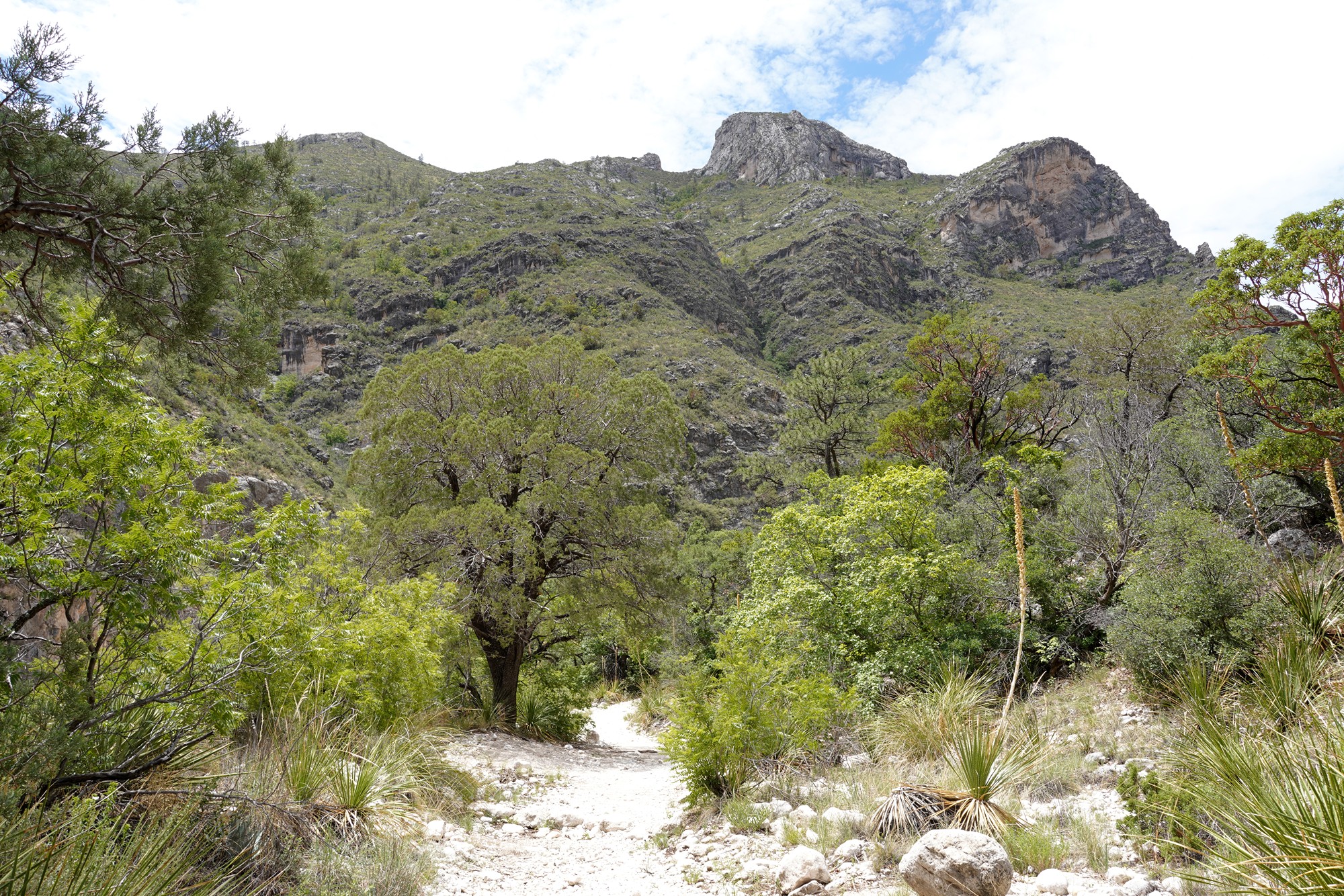Guadalupe Mountains National Park (36)