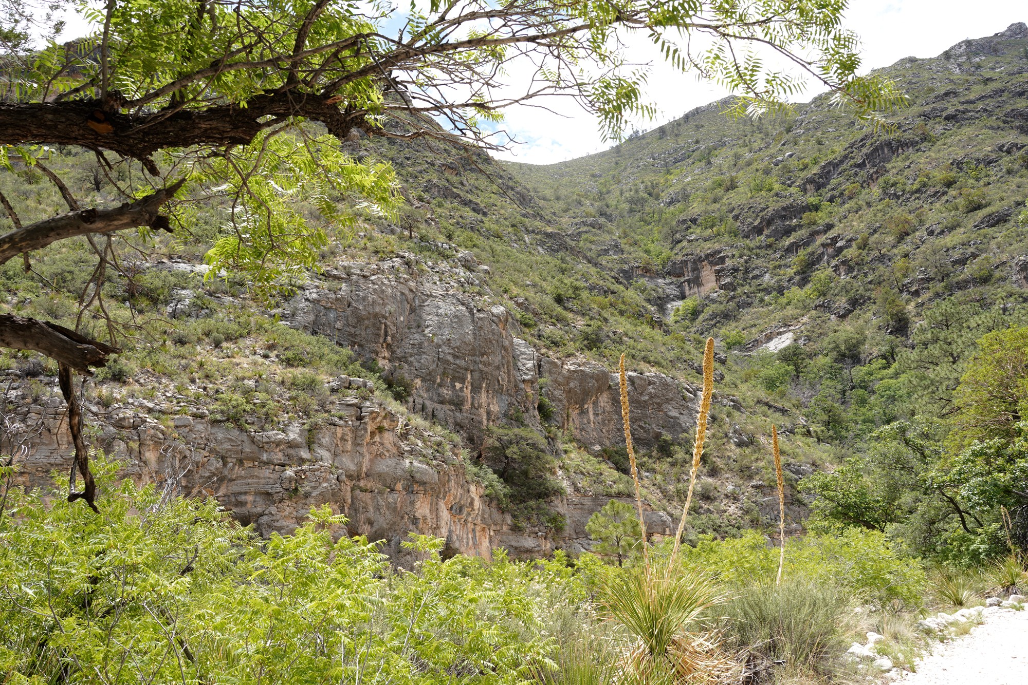 Guadalupe Mountains National Park (37)