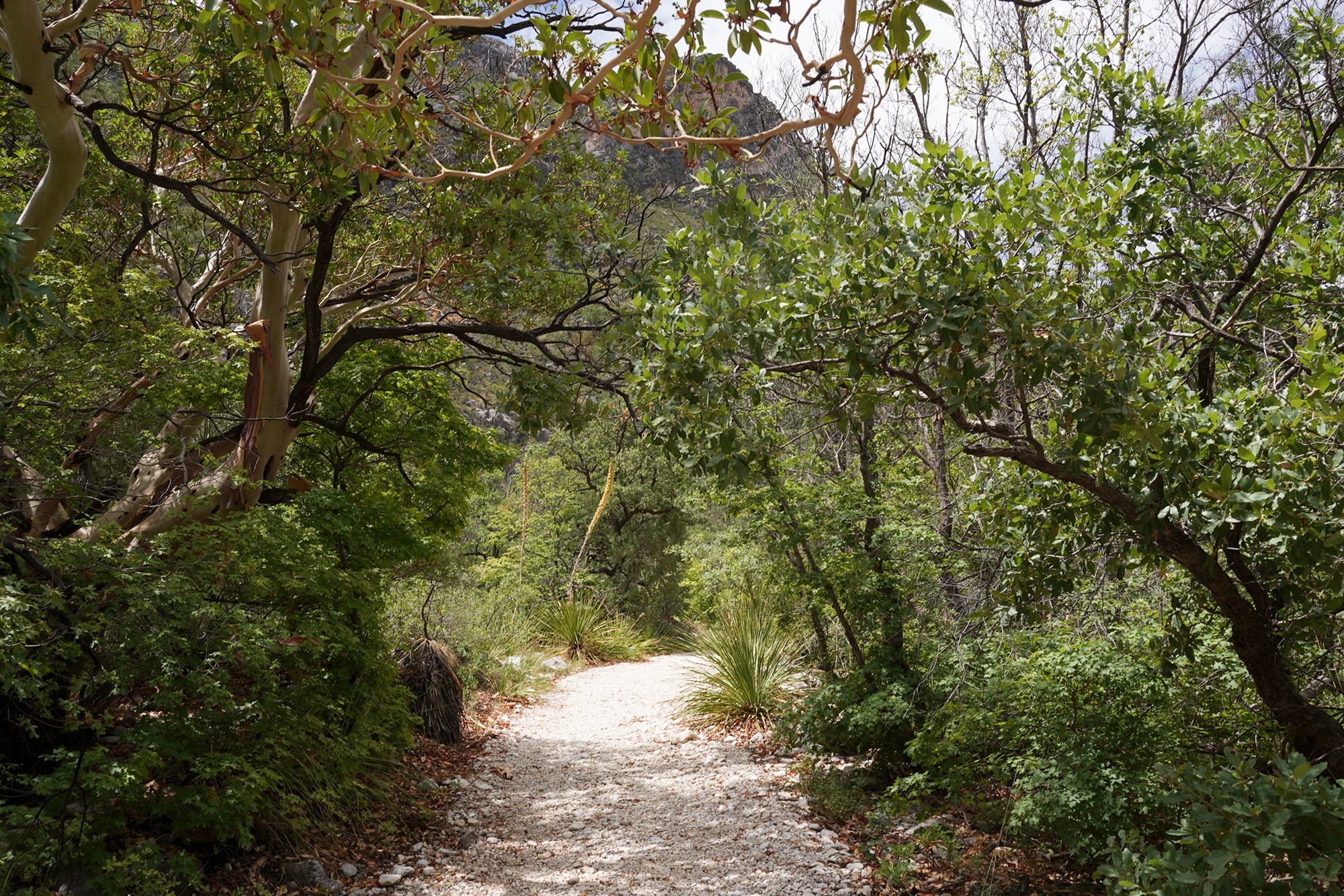 Guadalupe Mountains National Park (38)