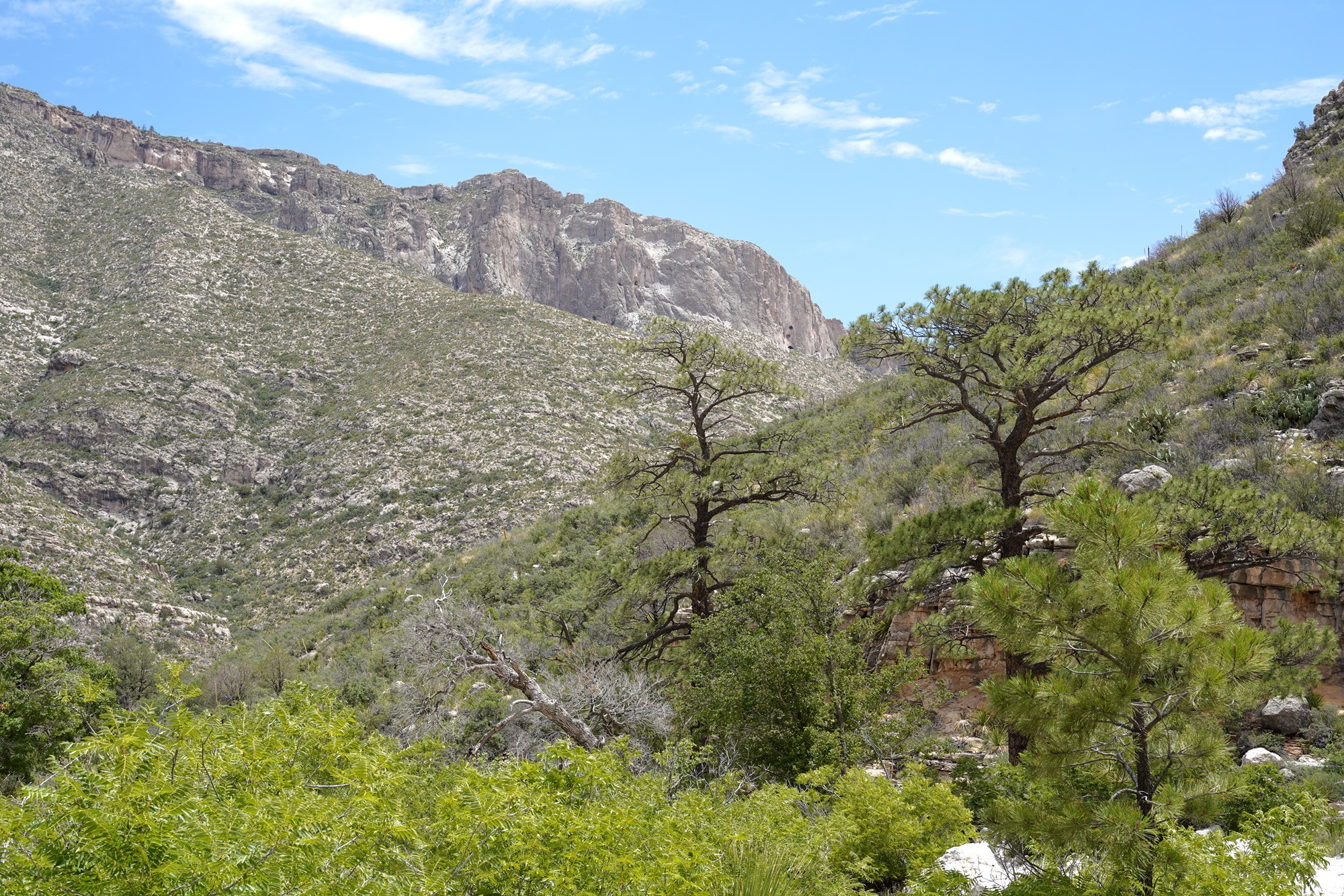 Guadalupe Mountains National Park (39)
