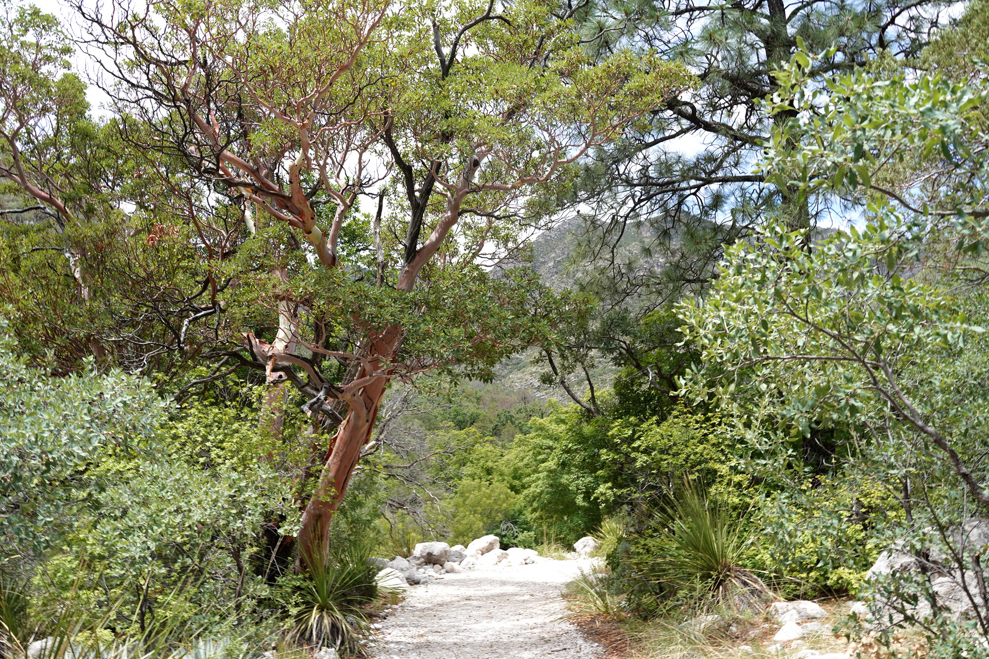 Guadalupe Mountains National Park (41)