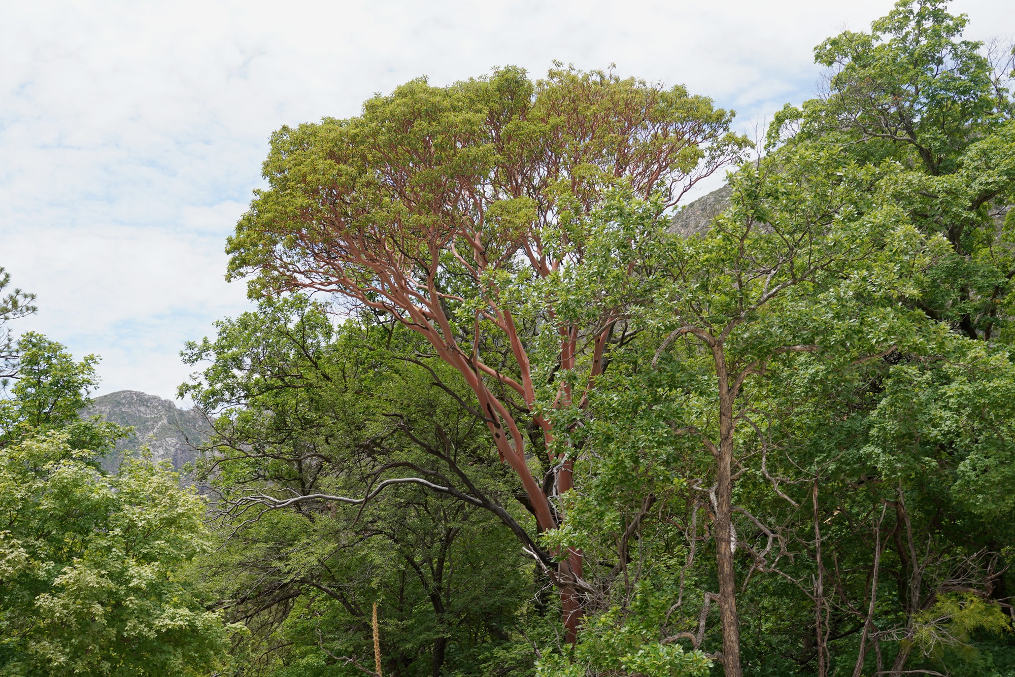 Guadalupe Mountains National Park (42)
