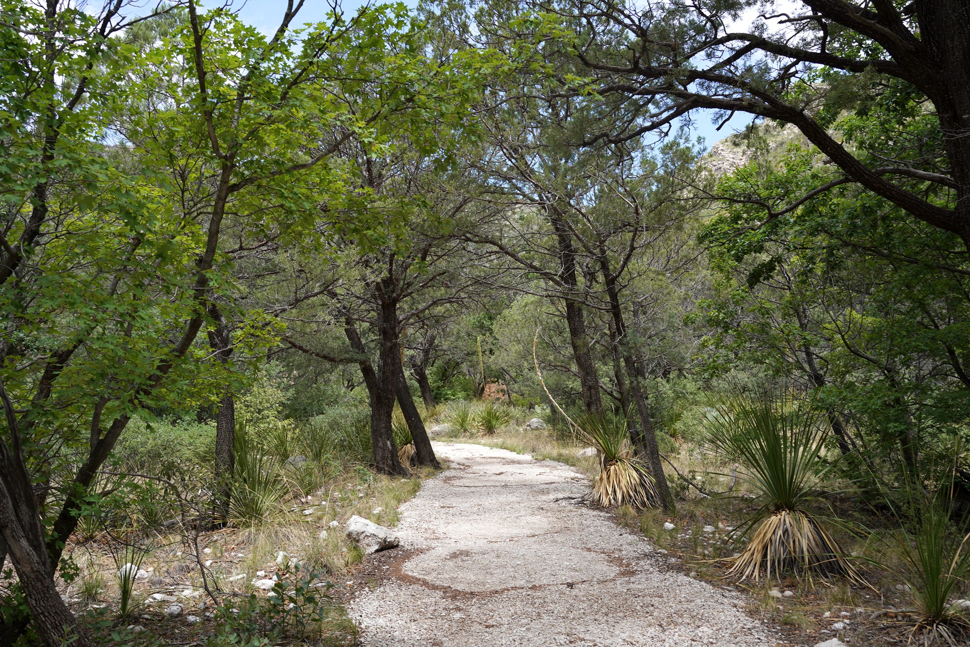 Guadalupe Mountains National Park (43)