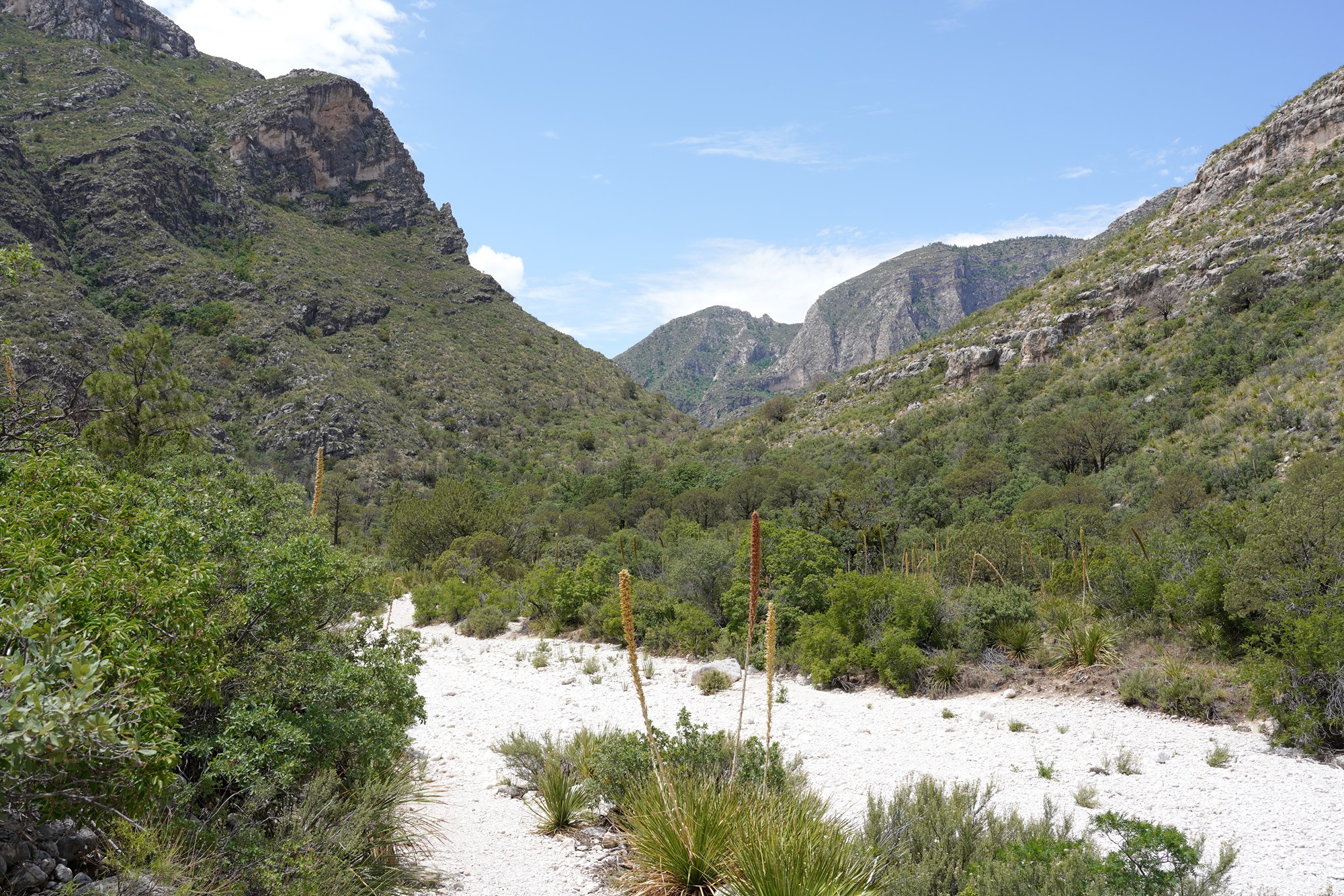 Guadalupe Mountains National Park (47)