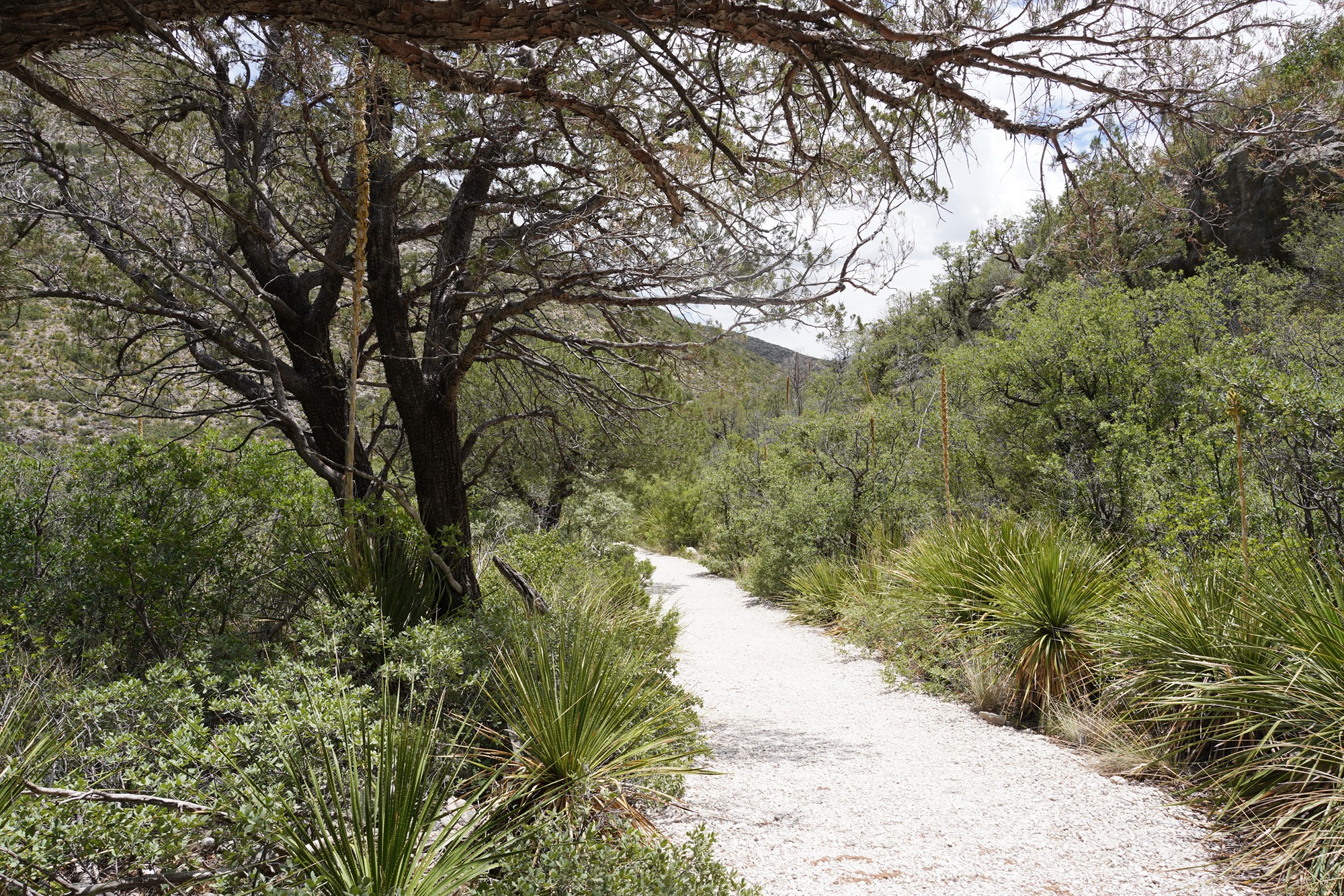 Guadalupe Mountains National Park (48)