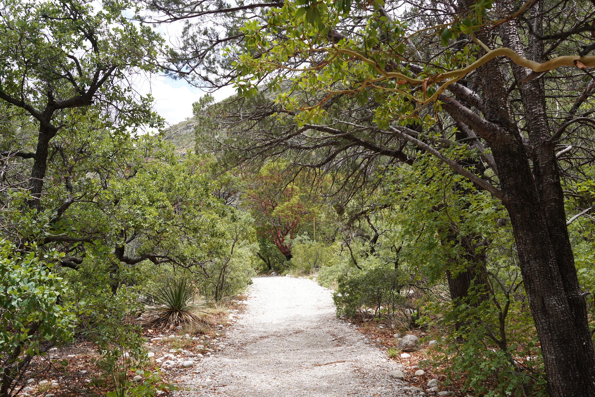 Guadalupe Mountains National Park (50)