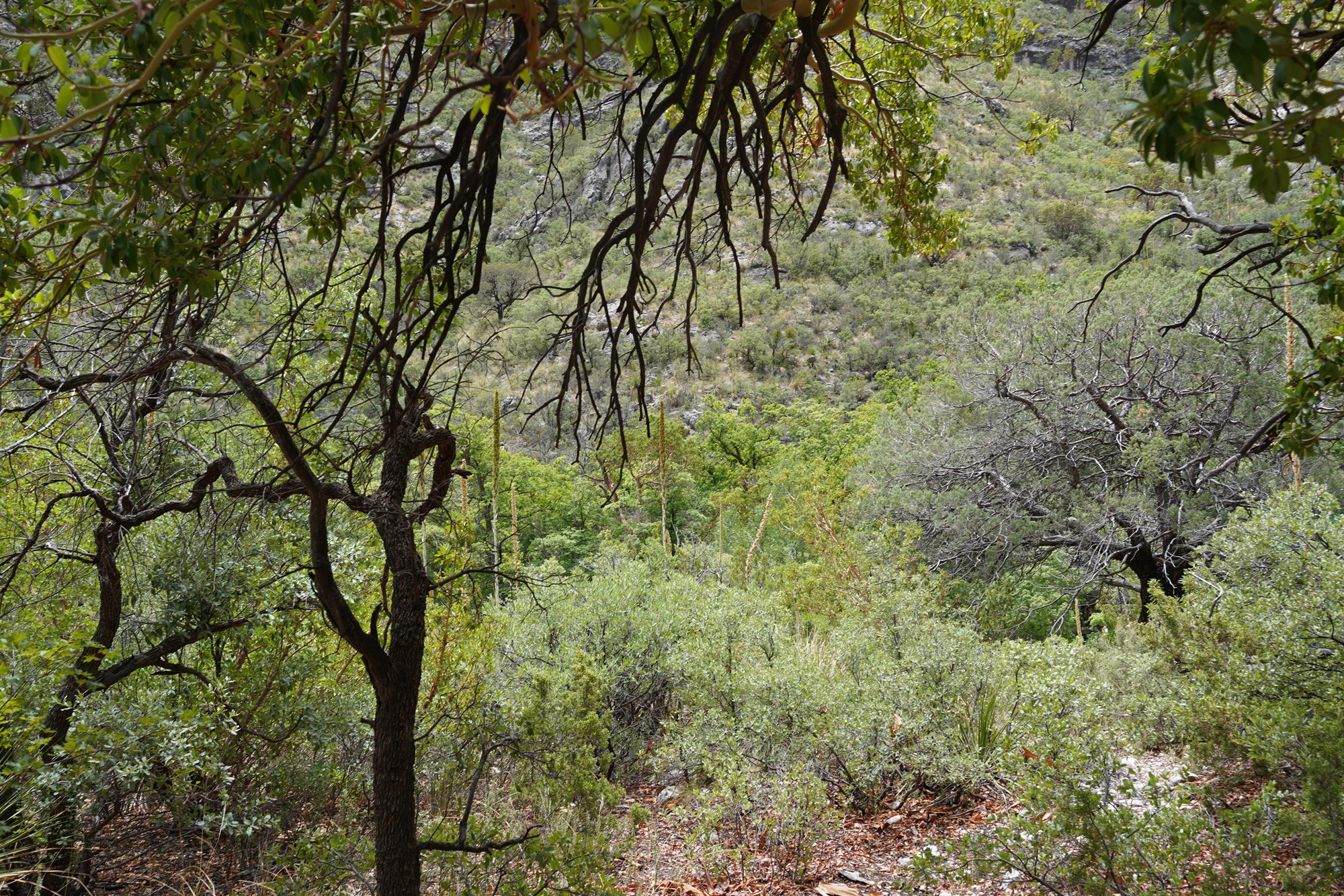 Guadalupe Mountains National Park (51)