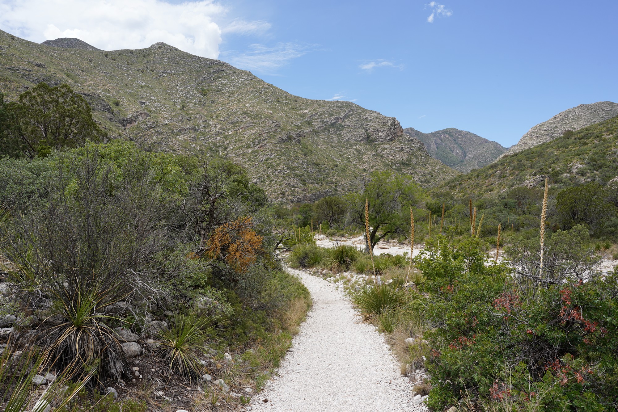 Guadalupe Mountains National Park (52)