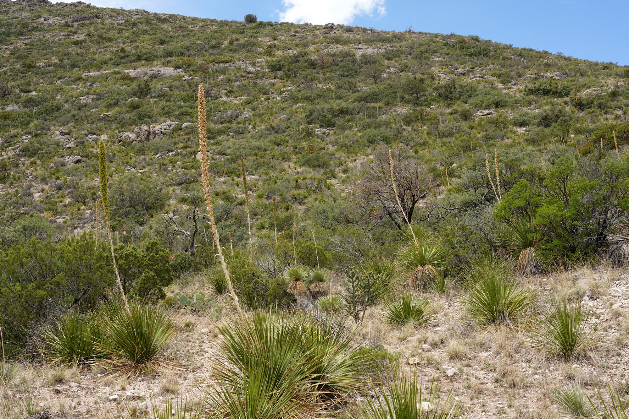 Guadalupe Mountains National Park (53)